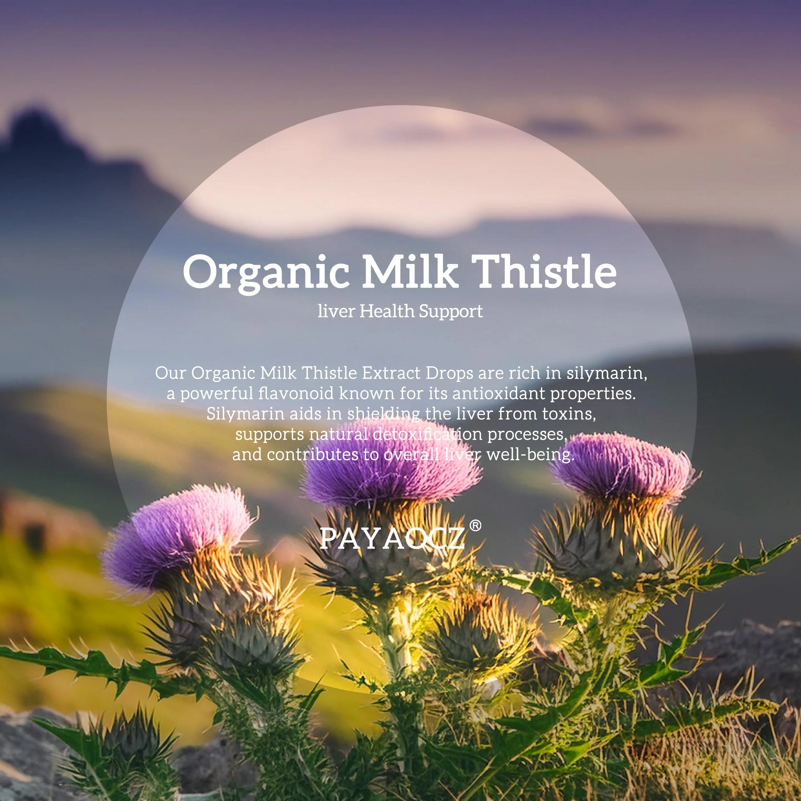 (2 Pack) Milk Thistle Liquid Drops Silymarin 1000mg, Liver Supplement Detox & Cleanse with Dandelion & Artichoke, Milk Thistle Organic Extract for Support Repair Liver Health, Vegan, Non-GMO, 1 Fl Oz - Image 8