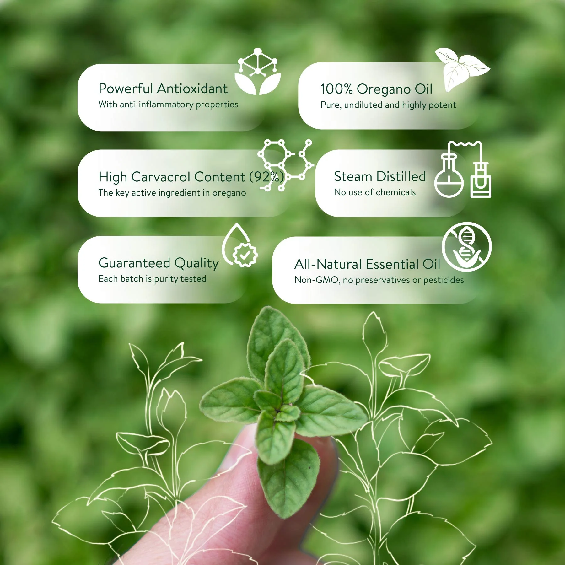 30ml Oregano Oil 100% Pure & Undiluted Min 92% Carvacrol Super-Strength Himalayan Essential Oil of Oregano (Origanum Vulgare) Highly Potent Immunity Booster for Cold, Cough, Sore Throat & Gut Health - Image 8