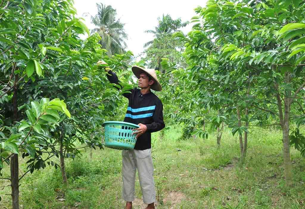 320 + Premium Soursop Graviola Dried Leaves Tea, 320 + Whole Soursop Leaves, Graviola, Guanabana, Hoja Guanabana - 120 g - Image 4