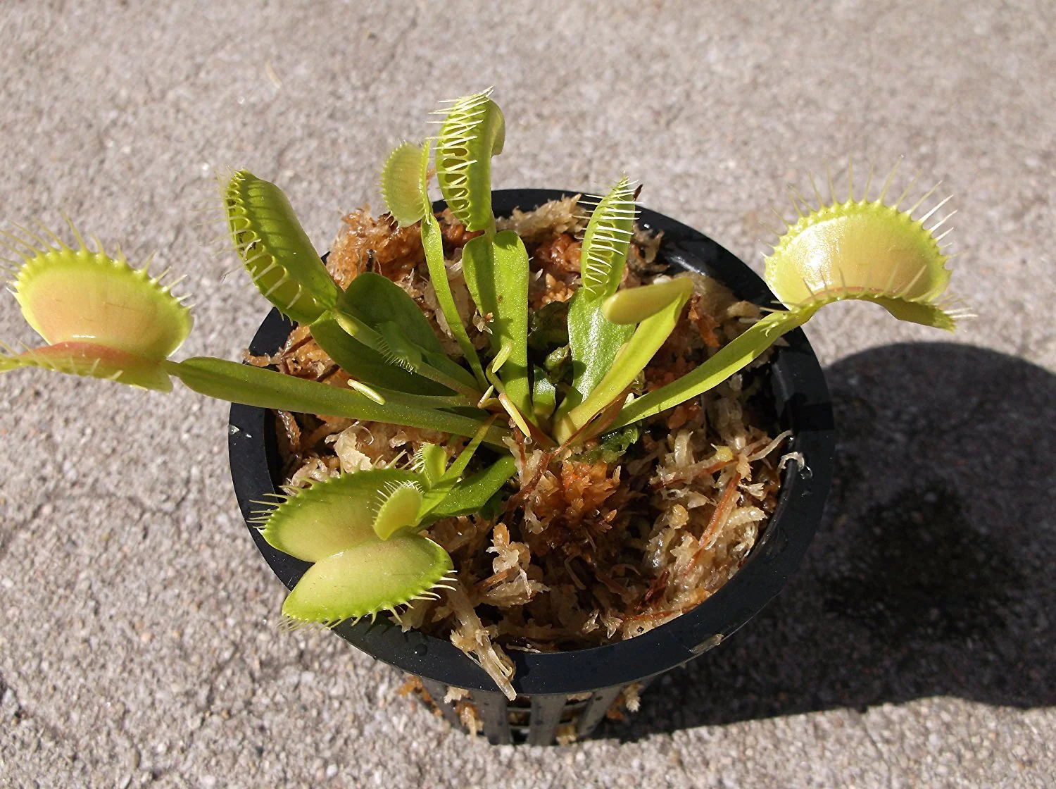 Adult Sized Venus Flytrap - Fly Trap - (Dionaea Muscipula) Carnivorous Plant 3 inch Pot - Image 2