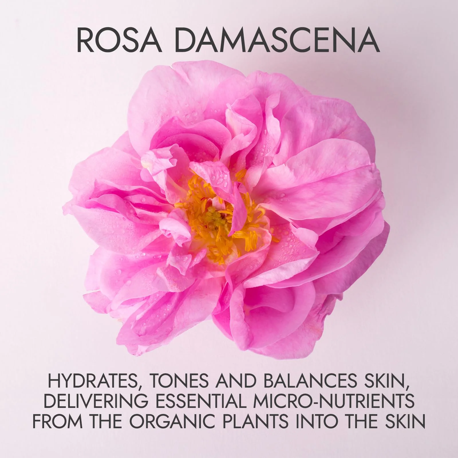 Alteya Organics Rose Water USDA Certified Organic Facial Toner, 8 Fl Oz/240mL Pure Bulgarian Rosa Damascena Flower Water, Award-Winning Moisturizer Amber Glass Spray Bottle - Image 3