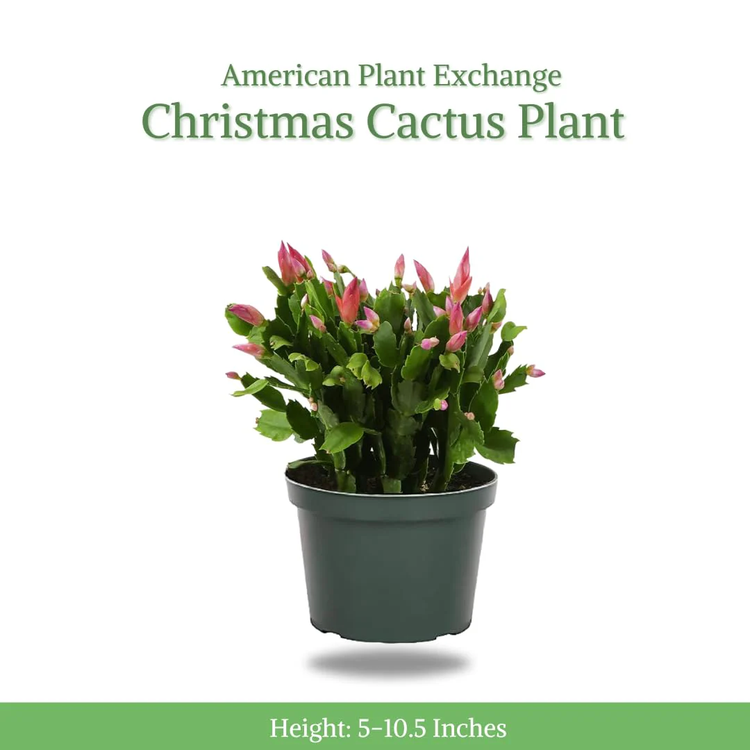 American Plant Exchange Live Christmas Cactus – 6-Inch Pot Cover – Easy Care Flowering Succulent with Festive Blooms for Holiday Home Décor, Kitchens, Offices & Indoor Winter Displays - Image 2