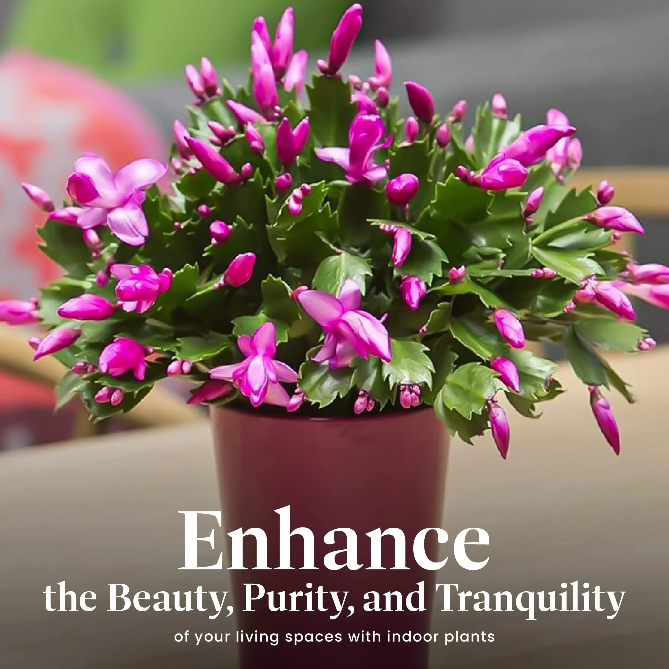American Plant Exchange Live Christmas Cactus – 6-Inch Pot Cover – Easy Care Flowering Succulent with Festive Blooms for Holiday Home Décor, Kitchens, Offices & Indoor Winter Displays - Image 5