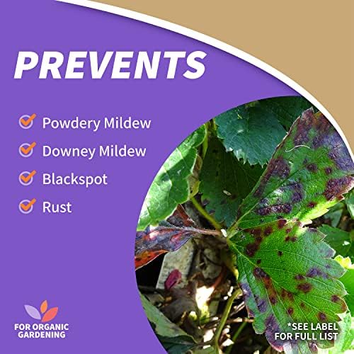 Bonide Captain Jack's Rose Rx 4-in-1 Insect & Disease Control, 32 oz Ready-to-Use Spray Neem Oil for Organic Gardening - Image 4