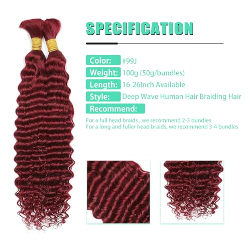 Human Braiding Hair 2 Bundles/Pack 100g Burgundy 99J Curly Deep Wave Human Bulk Hair for Braiding No Weft 10A Brazilian Virgin Human braiding Hair for Boho Braids Extensions (#99J, 16 inch) - Image 3