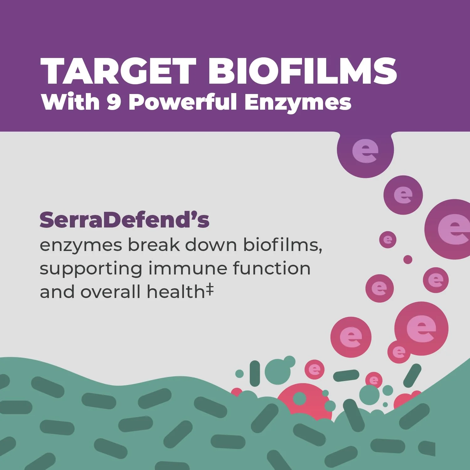 Balance ONE Biofilm Disruptor – Proteolytic Enzymes & Defense Supplement with Serrapeptase & Nattokinase – Systemic & Digestive Support – 60 Capsules, 2 Month Supply – for Women & Men – SerraDefend - Image 8