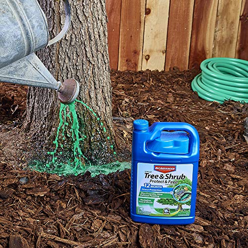 BioAdvanced 701615A 12 Month Tree and Shrub Protect and Feed Concentrate, 1-Gallon - Image 2