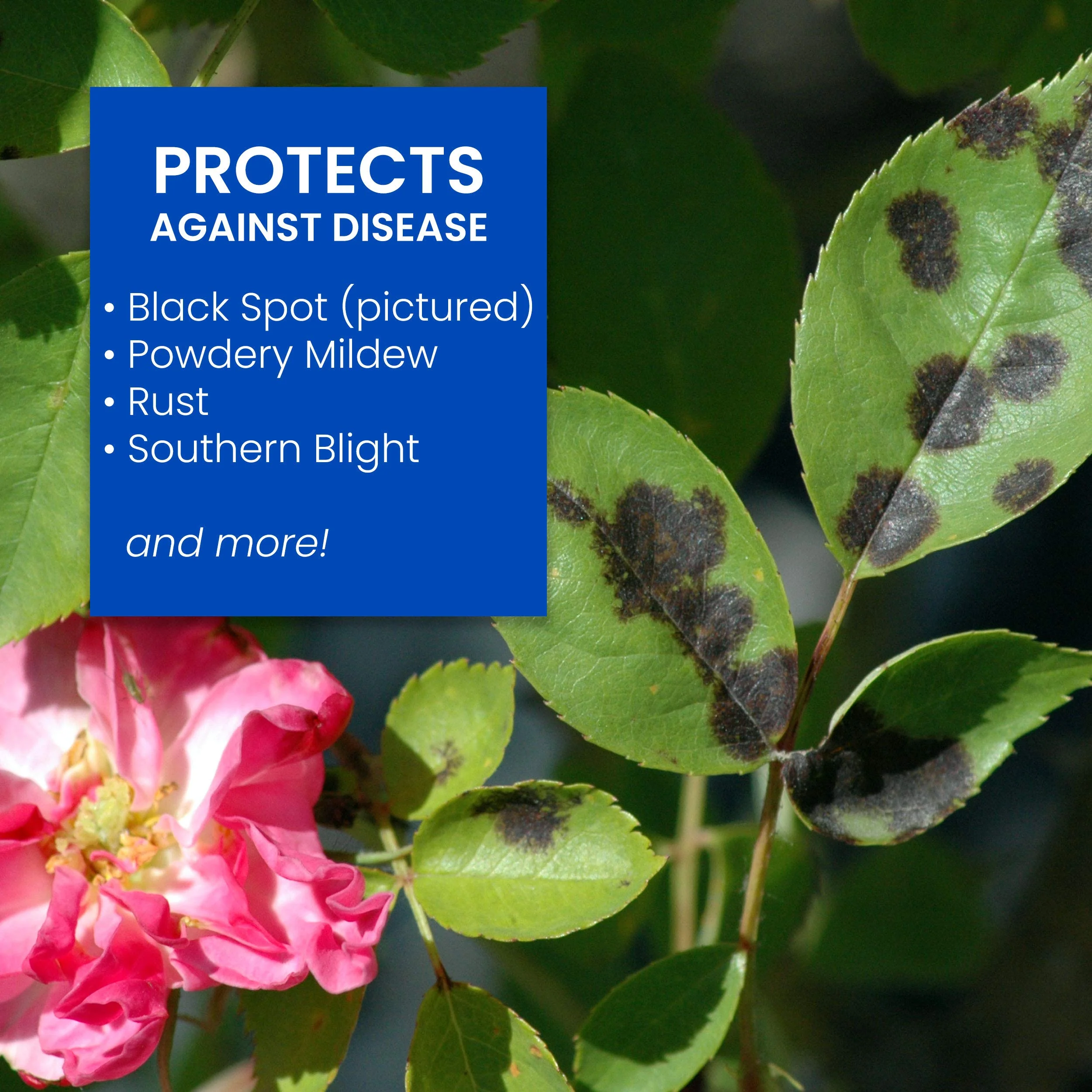 BioAdvanced All-In-One Rose and Flower Care Fertilizer, Concentrate, 64 oz, Rose Fertilizer and Disease Control - Image 6