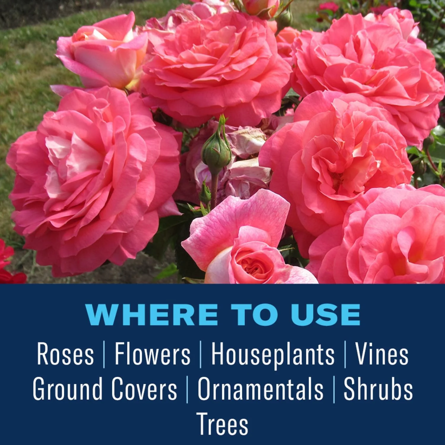 BioAdvanced All-in-One Rose and Flower Spray, Rose Fungicide, Concentrate, 64 Oz - Image 6