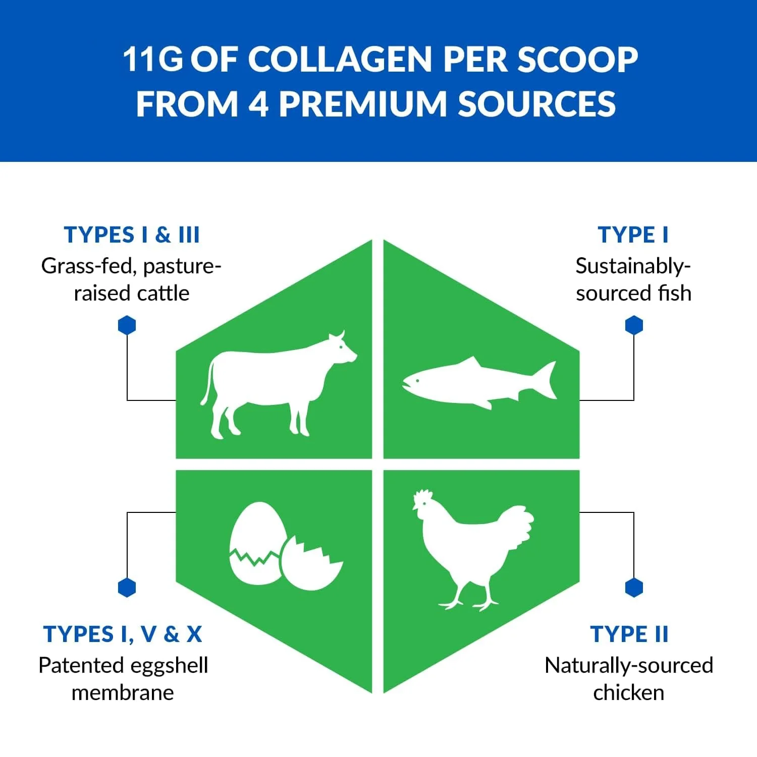 BioTrust Ageless Multi Collagen Peptides Powder - 5 Types (I, II, III, V, X) - Unflavored Collagen Powder for Women & Men - Hydrolyzed Protein - Grass Fed Beef, Fish, Chicken, Eggshell Membrane, 3-pk - Image 6