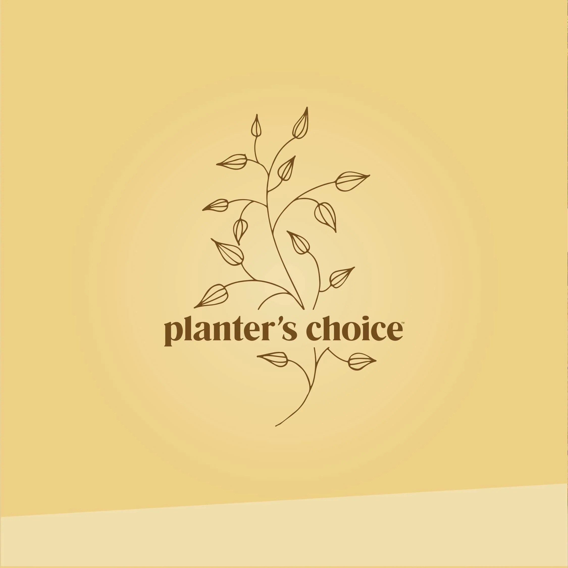 Bonsai Starter Kit - Gardening Easter Gift for Women & Men - Bonsai Tree Growing Garden Crafts Hobby Kits for Adults, Unique DIY Hobbies for Plant Lovers - Unusual Christmas Gifts Ideas - Image 2