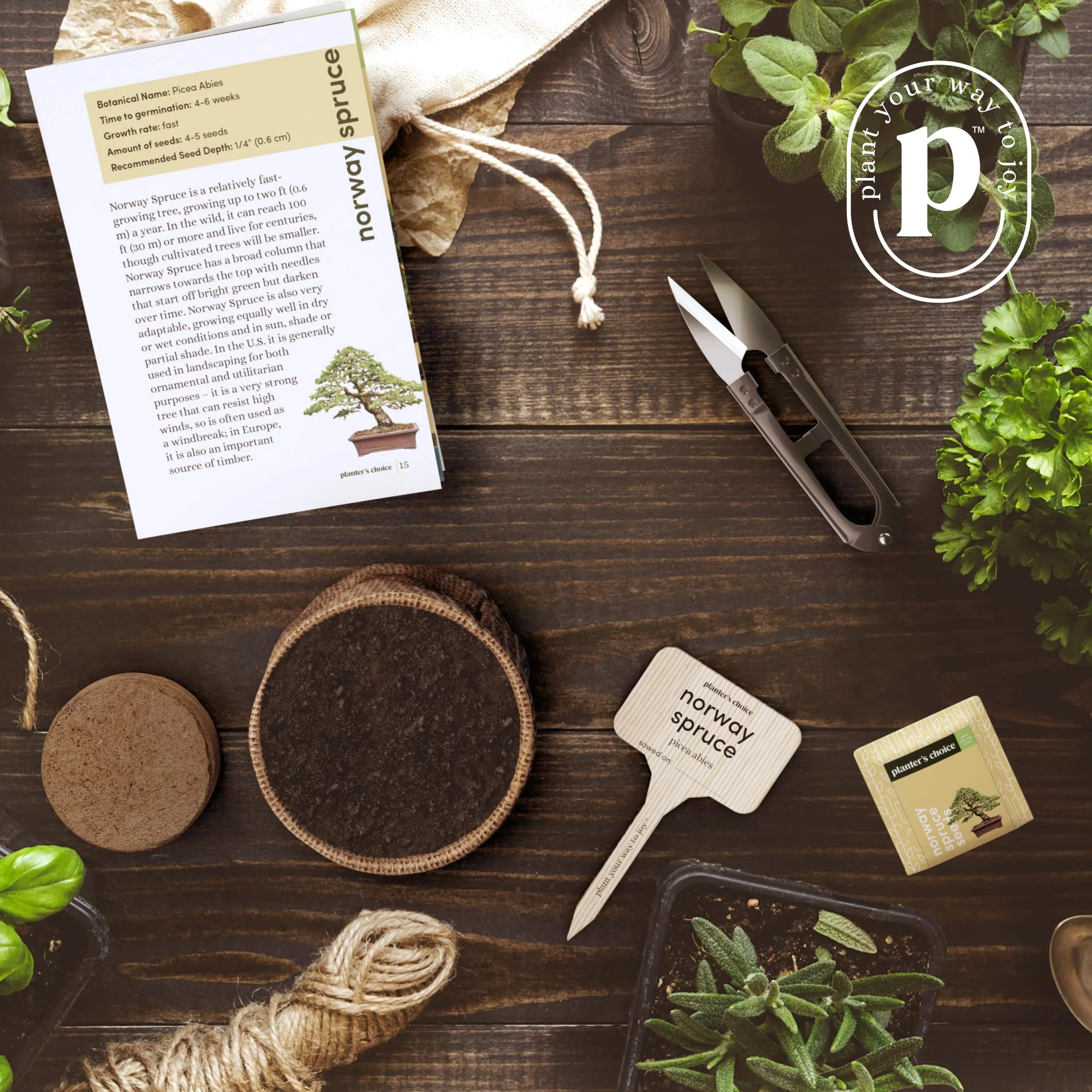 Bonsai Starter Kit - Gardening Easter Gift for Women & Men - Bonsai Tree Growing Garden Crafts Hobby Kits for Adults, Unique DIY Hobbies for Plant Lovers - Unusual Christmas Gifts Ideas - Image 5