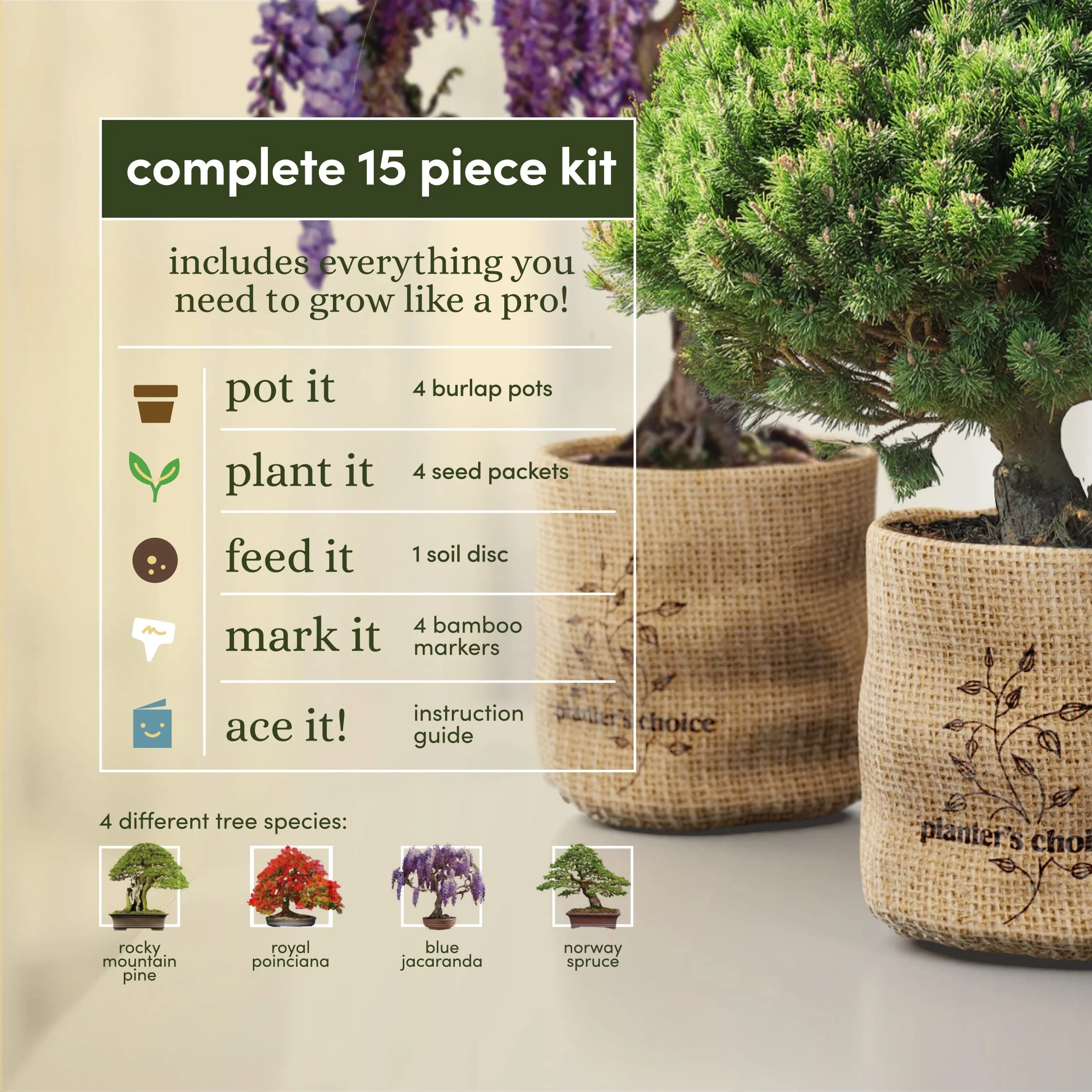 Bonsai Starter Kit - Gardening Easter Gift for Women & Men - Bonsai Tree Growing Garden Crafts Hobby Kits for Adults, Unique DIY Hobbies for Plant Lovers - Unusual Christmas Gifts Ideas - Image 8