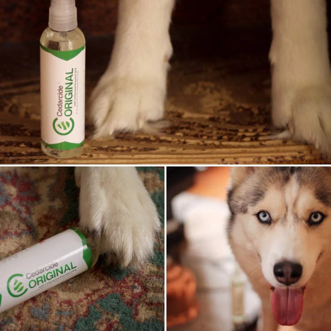 Cedarcide Original Bug Spray | Repel & Kill Fleas, Ticks, Mosquitoes, Mites, Ants & Chiggers | for use on People, Pets & Home | Natural Cedar Oil | Large Size Kit - Image 4