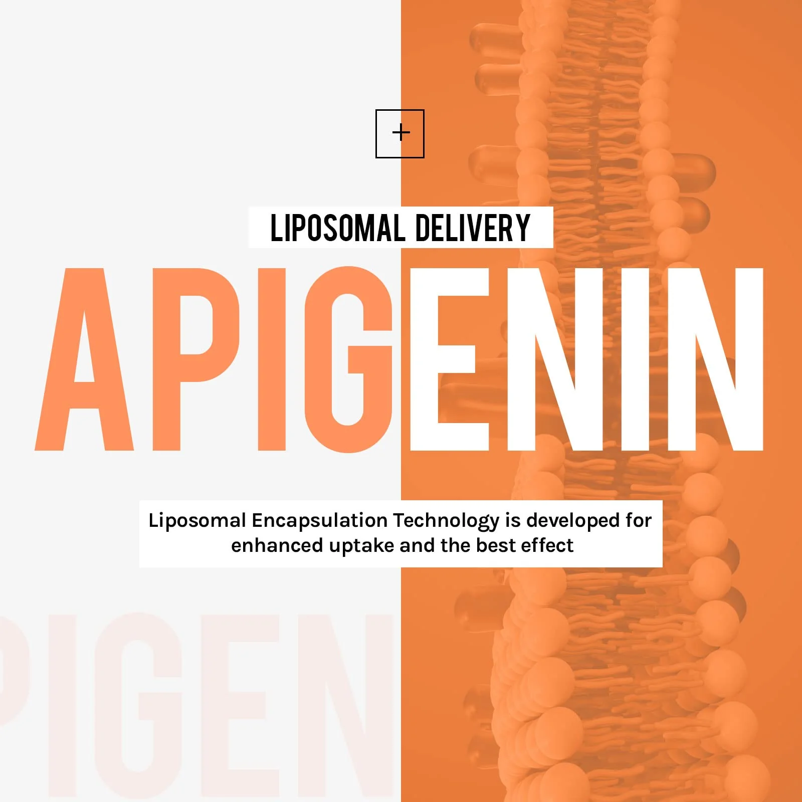 Cenffitio Liposomal apigenin 500mg Softgels - Optimal Apigenin Supplement with Fisetin, Quercetin and Theaflavins (60 Count (Pack of 1)) - Image 3