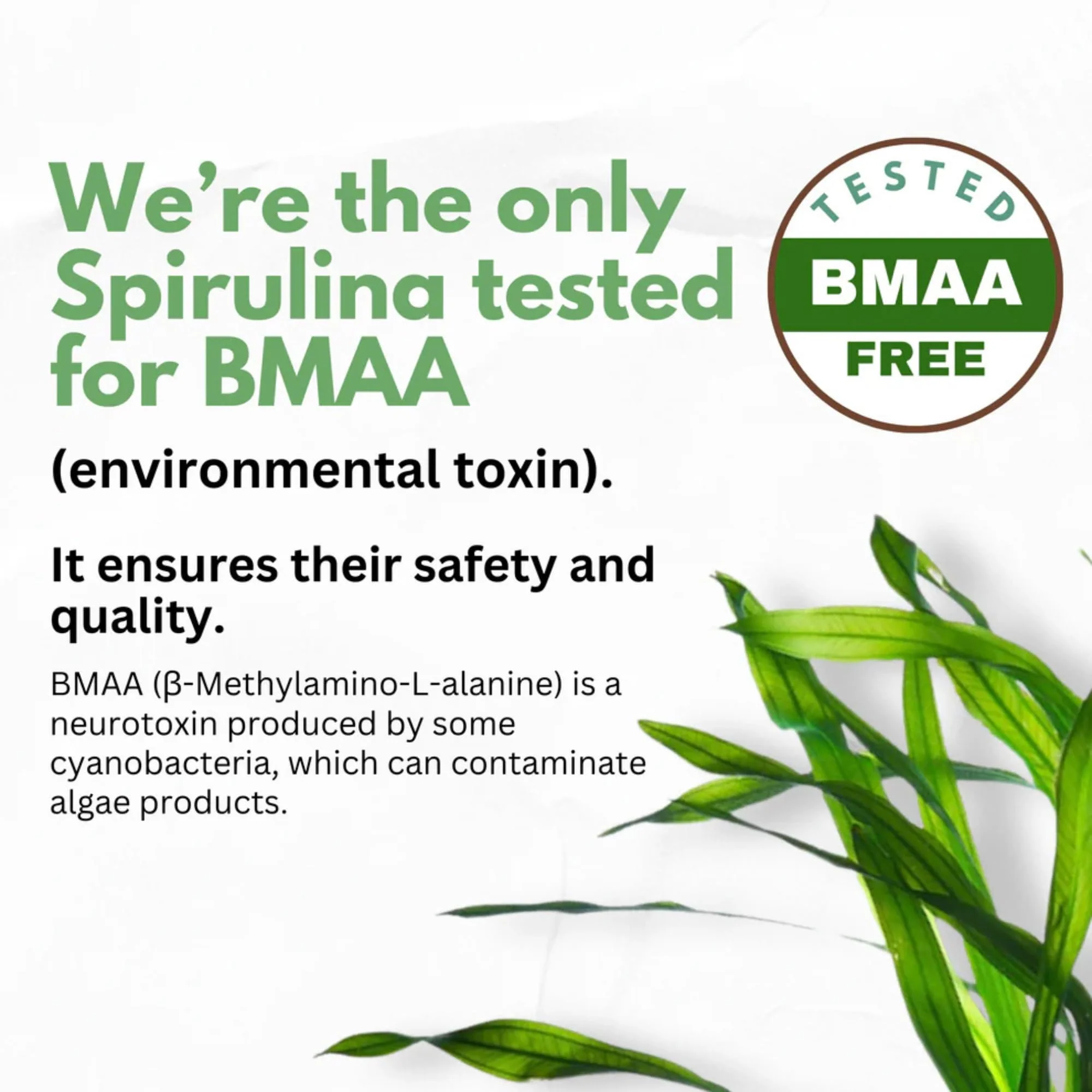 Chlorella Spirulina Powder Capsules 3000 mg of BMAA Free Purest Blue Green Algae - Best Natural Detox Raw Vegan Vitamins Protein Green Superfood - Made in USA - Image 4