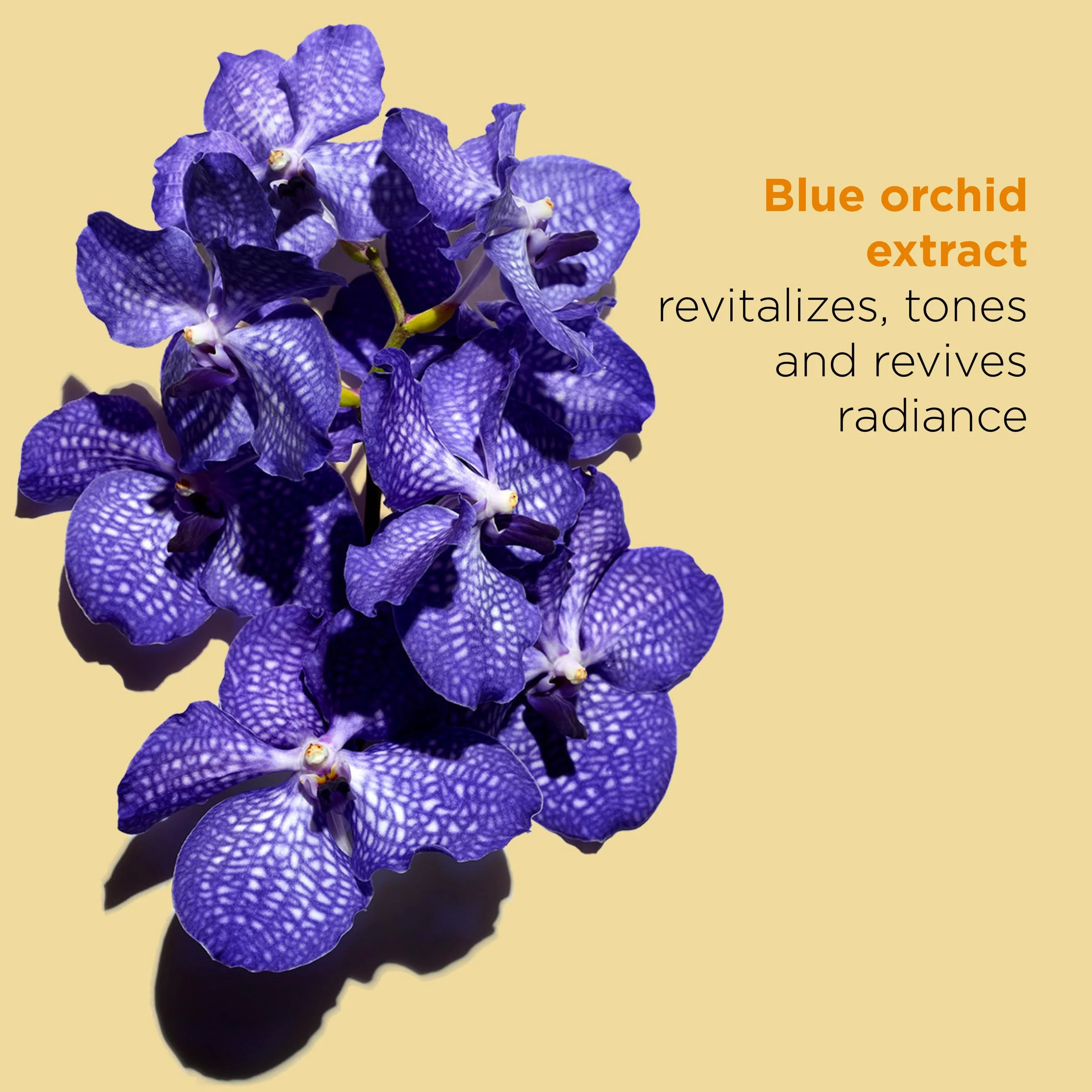Clarins Blue Orchid Face Oil Treatment | Skin is Immediately Hydrated*, Revitalized and Toned | Restores Radiance | Visibly Minimizes Fine Lines | 100% Natural Plant Extracts | Dry Skin Type - Image 7