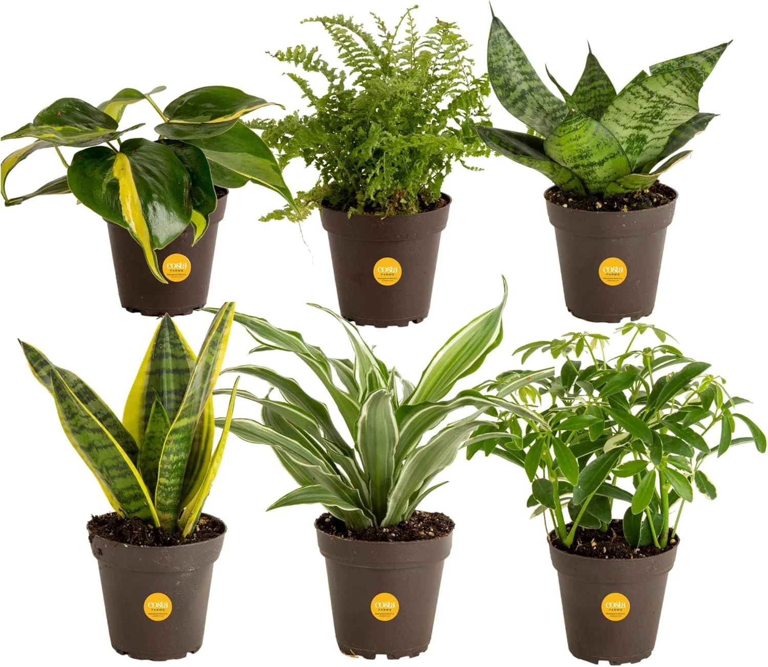Costa Farms Live Indoor House Plants (6-Pack), Hand Selected Easy to Maintain Indoor Assorted Houseplants, Curated Air Purifying Mix, Low Light, Home Office Decor Plant Gift - Image 2