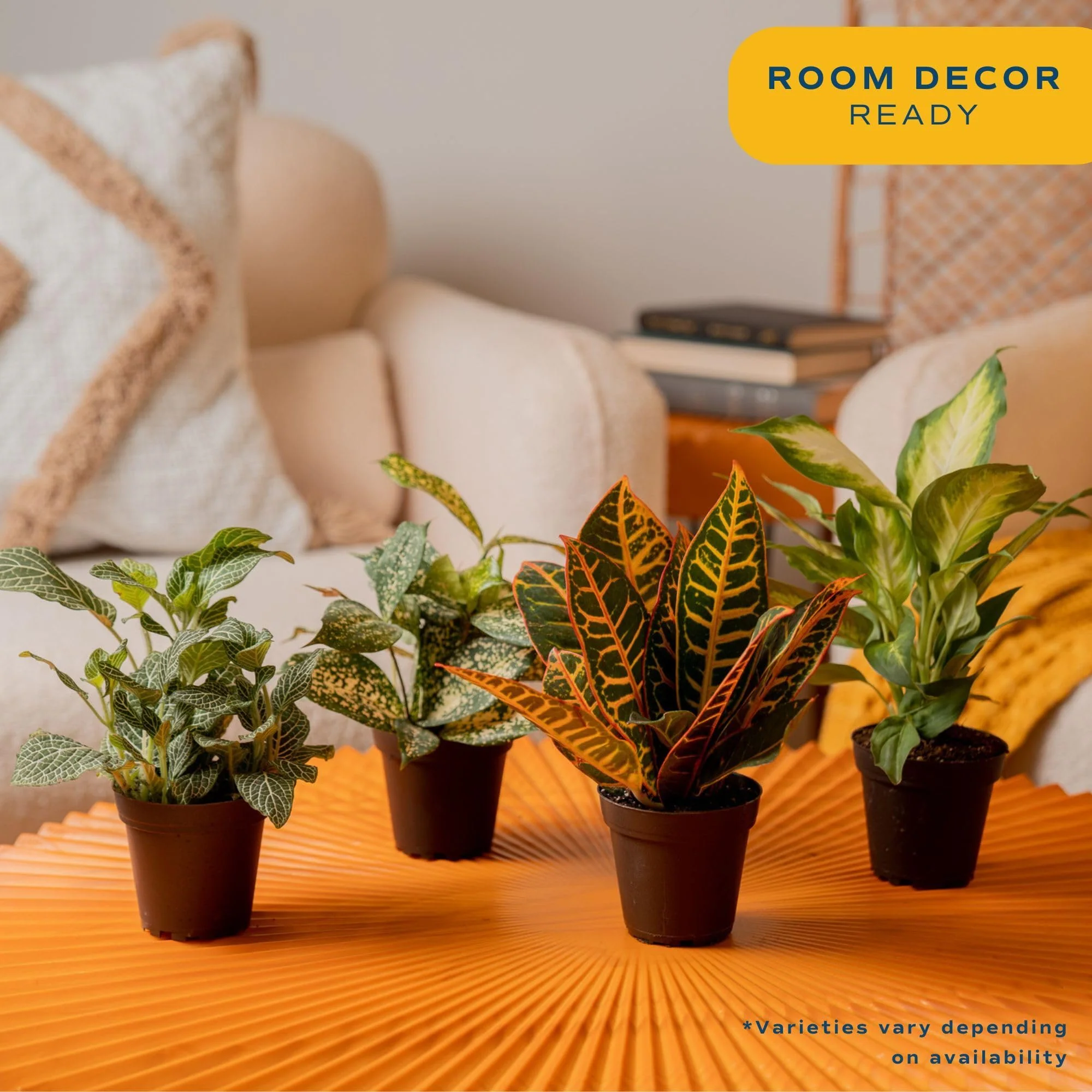 Costa Farms Live Indoor House Plants (6-Pack), Hand Selected Easy to Maintain Indoor Assorted Houseplants, Curated Air Purifying Mix, Low Light, Home Office Decor Plant Gift - Image 3