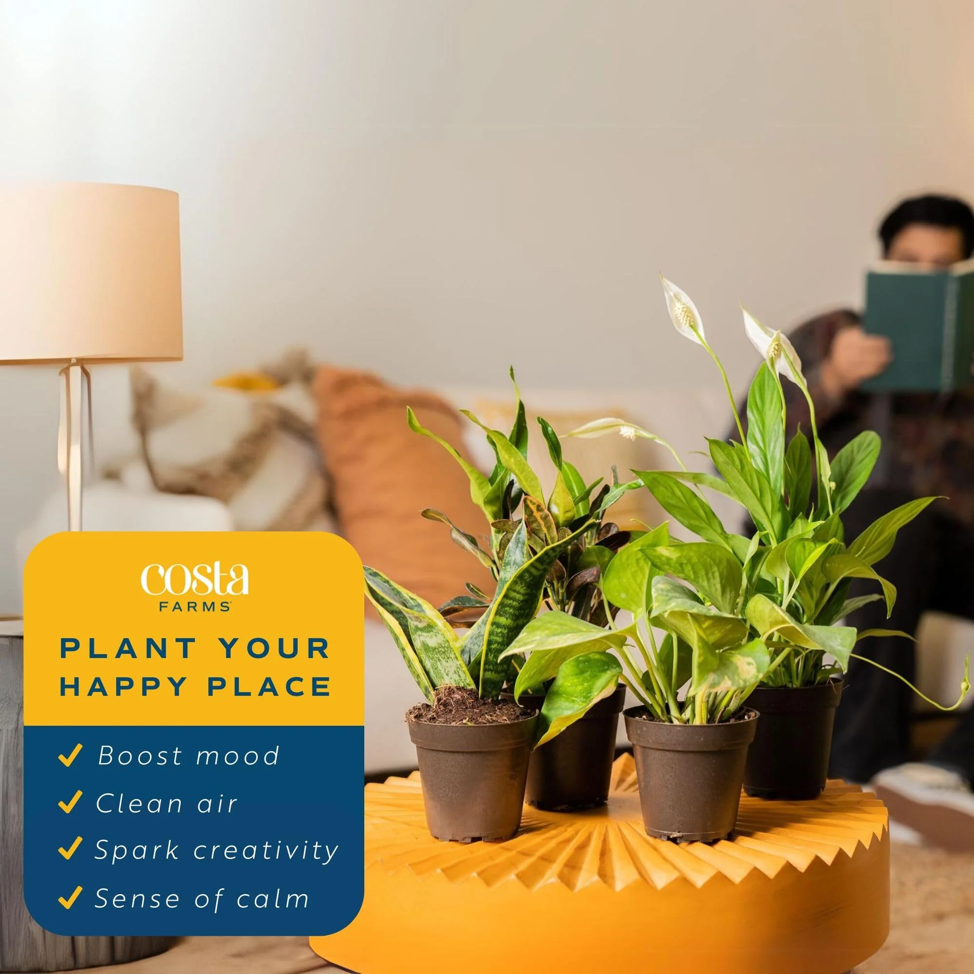 Costa Farms Live Indoor House Plants (6-Pack), Hand Selected Easy to Maintain Indoor Assorted Houseplants, Curated Air Purifying Mix, Low Light, Home Office Decor Plant Gift - Image 6