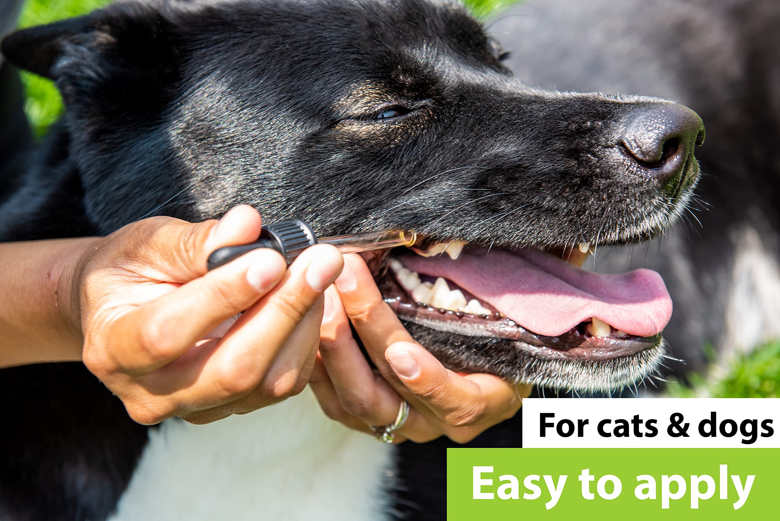 Dr. Judy Morgan's Dental Health Formula for Dogs & Cats, 1 fl oz (30 ml) - Image 3