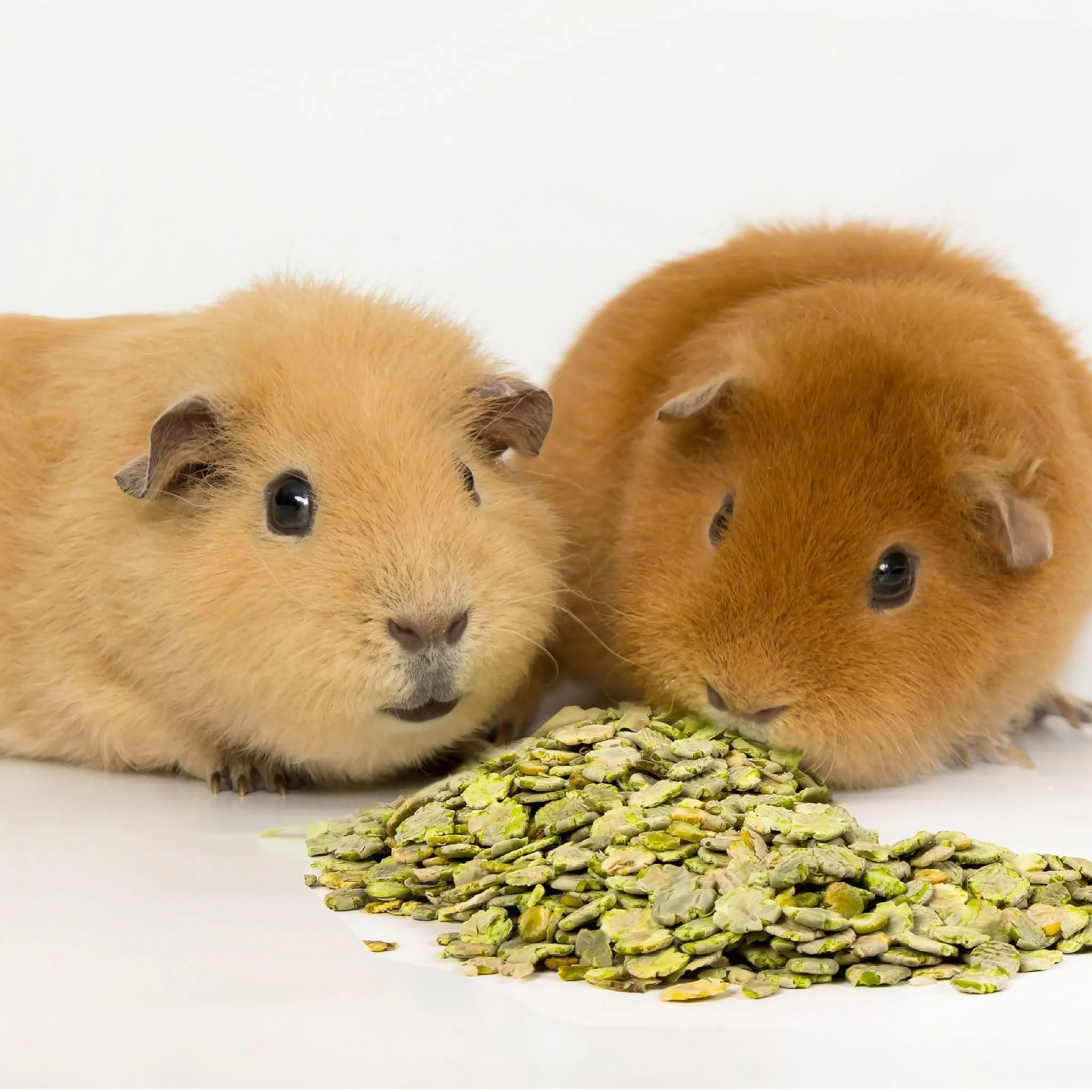 Farriers Equine Care Lice & Mite Shampoo for Guinea Pigs & Small Mammals - Image 2