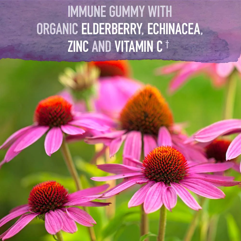 Garden of Life Immune Support Bundle: Organics Elderberry Echinacea, Zinc Gummies 120 Count + Dr Formulated Kids Probiotics Berry Cherry Shelf Stable 30ct + Kids Vitamin D3 Orange Gummies 60ct - Image 2