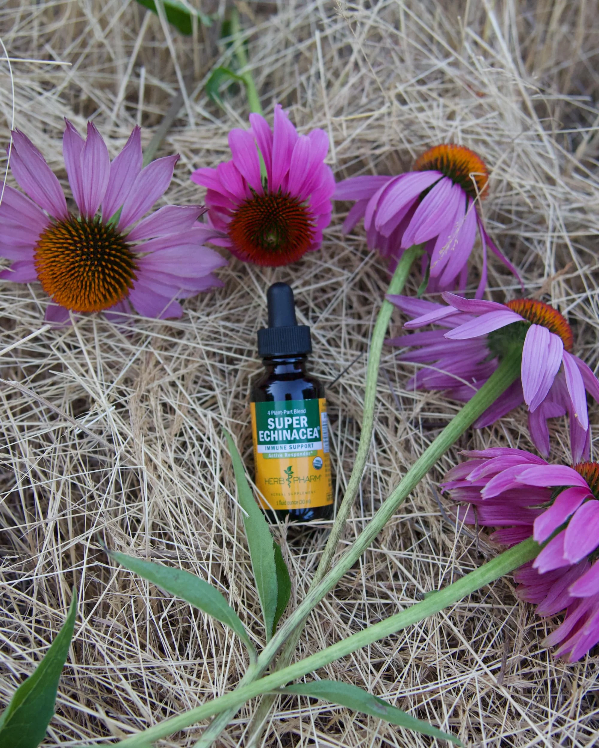 Herb Pharm Super Echinacea® Liquid Extract: USDA Organic Immune Support for Year-Round | Fast-Absorbing Echinacea Tincture, 4 Plant-Part Blend: Root, Leaf, Flower & Seed | Up to ~6 Week Supply, 2 oz* - Image 9