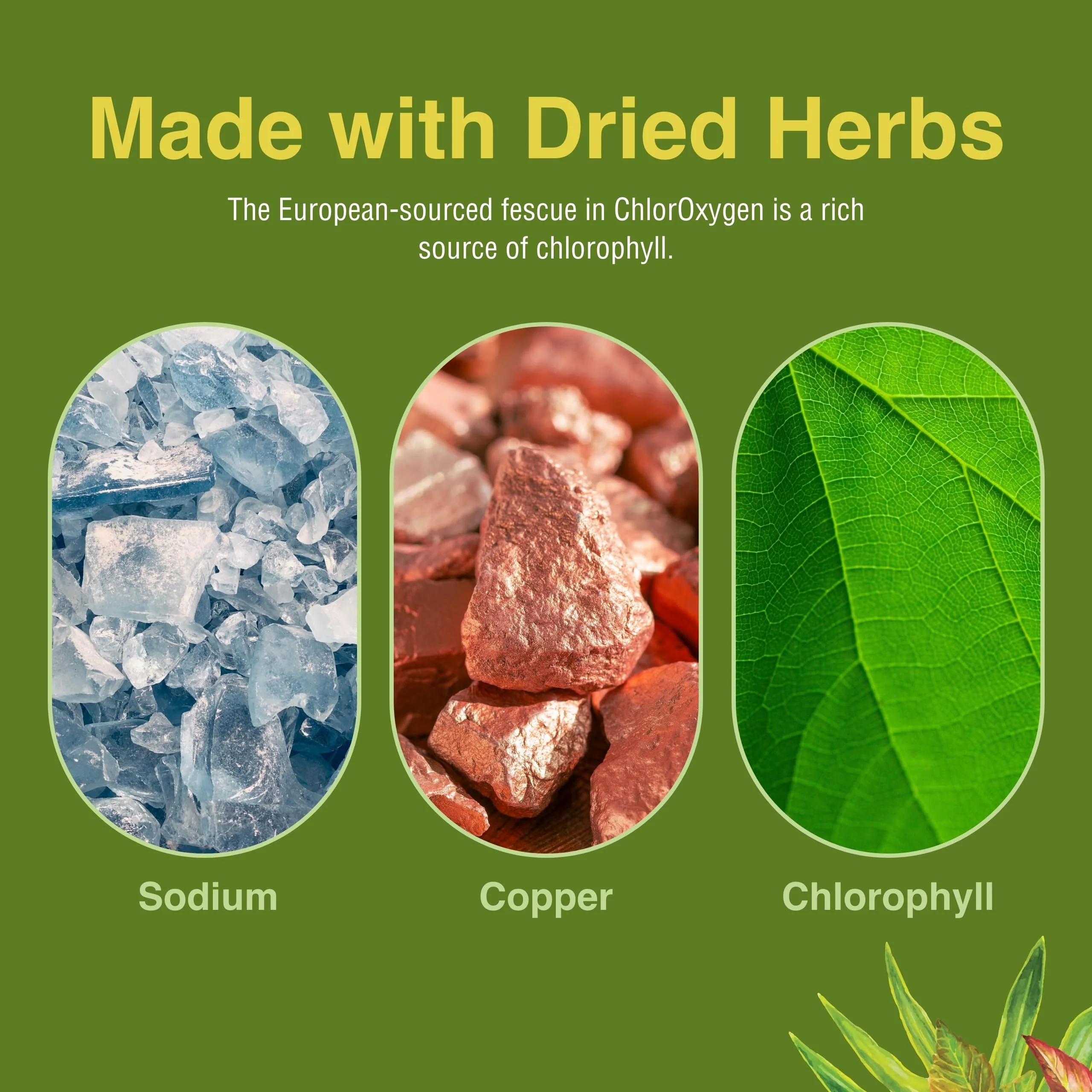 Herbs Etc. ChlorOxygen Chlorophyll Concentrate - Highly-Concentrated Energy Support - Aids Healthy Blood Circulation - Natural Vitality Support - Alcohol-Free - 2 fl oz (About 132 Servings) - Image 3