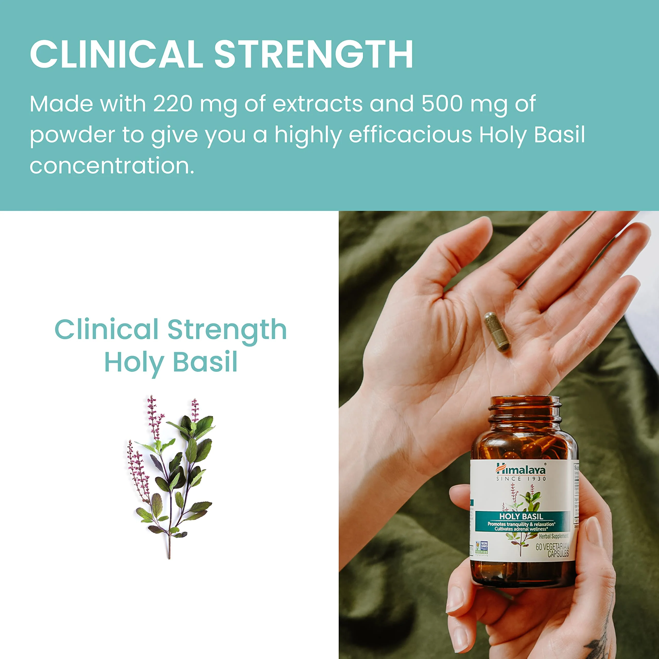 Himalaya Holy Basil, 60 Day Supply - Herbal Adrenal Support for Stress Relief, Relaxation, Energy Support and Occasional Sleeplessness - Vegan, Non-GMO, Gluten Free, 720 mg, 60 Capsules, Pack of 2 - Image 3