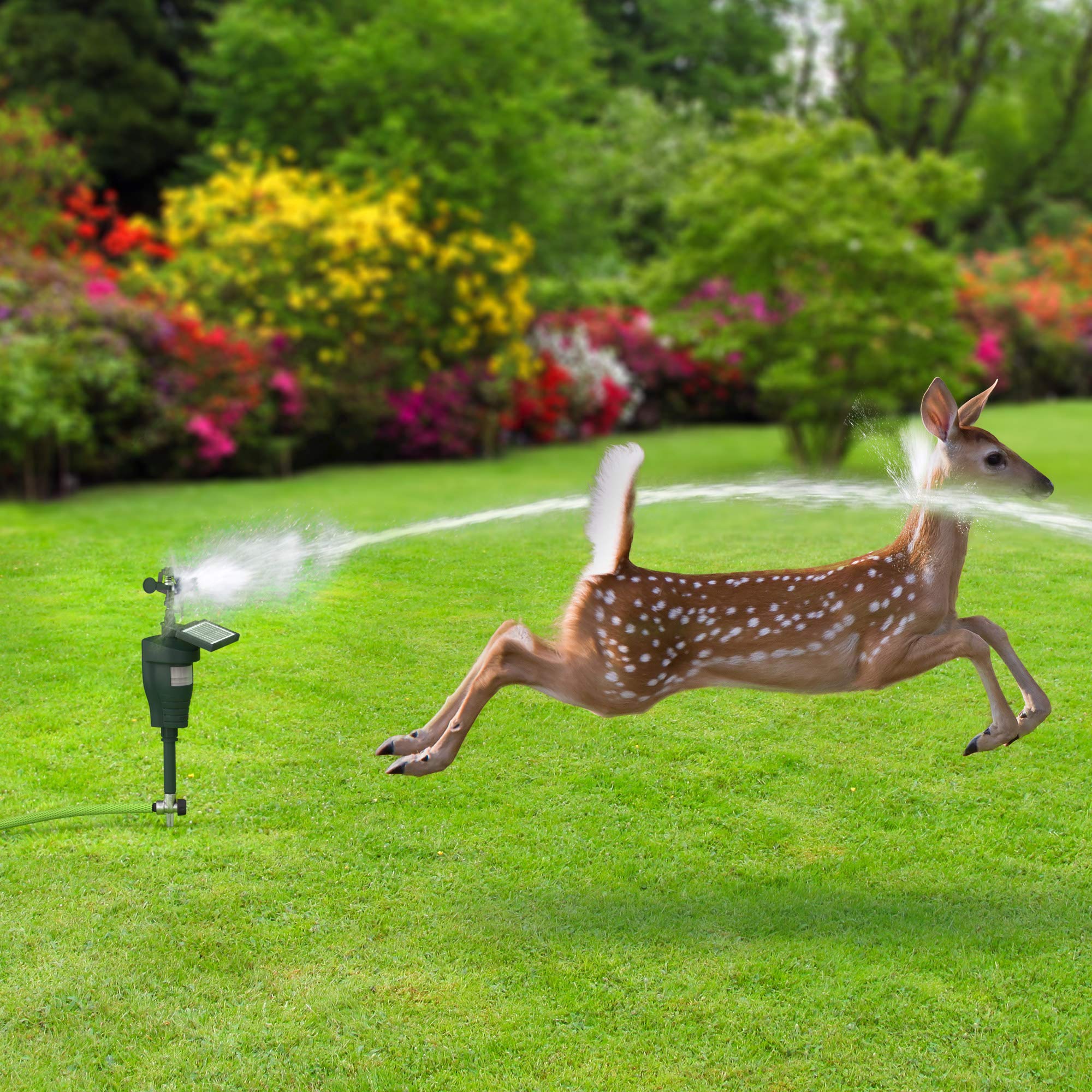 Hoont Cobra Animal Repeller | Outdoor Solar-Powered Motion-Activated Water Blaster with Powerful Jet Spray for Yard, Lawn & Garden | Scare Away Deer, Rabbits, Squirrels, Birds & Other Animals & Pests - Image 4