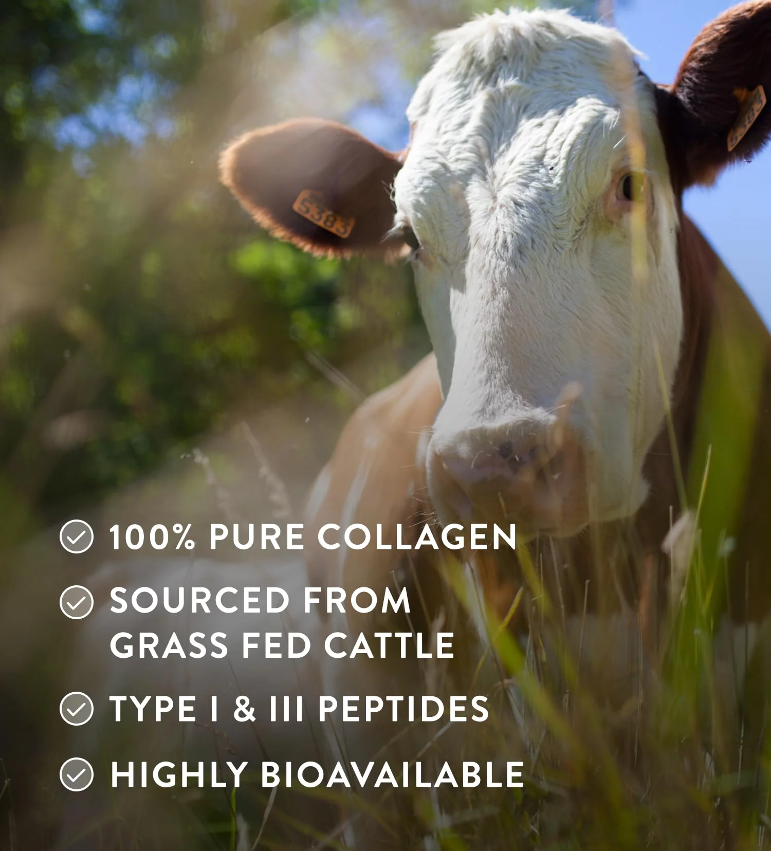 Hunter & Gather Grass Fed Bovine Collagen Powder 400g | 100% Unflavoured Hydrolysed Collagen Peptides | Hair, Skin, Nails & Gut Health | Type 1 & 3 Collagen I High Protein Supplements for Women & Men - Image 5