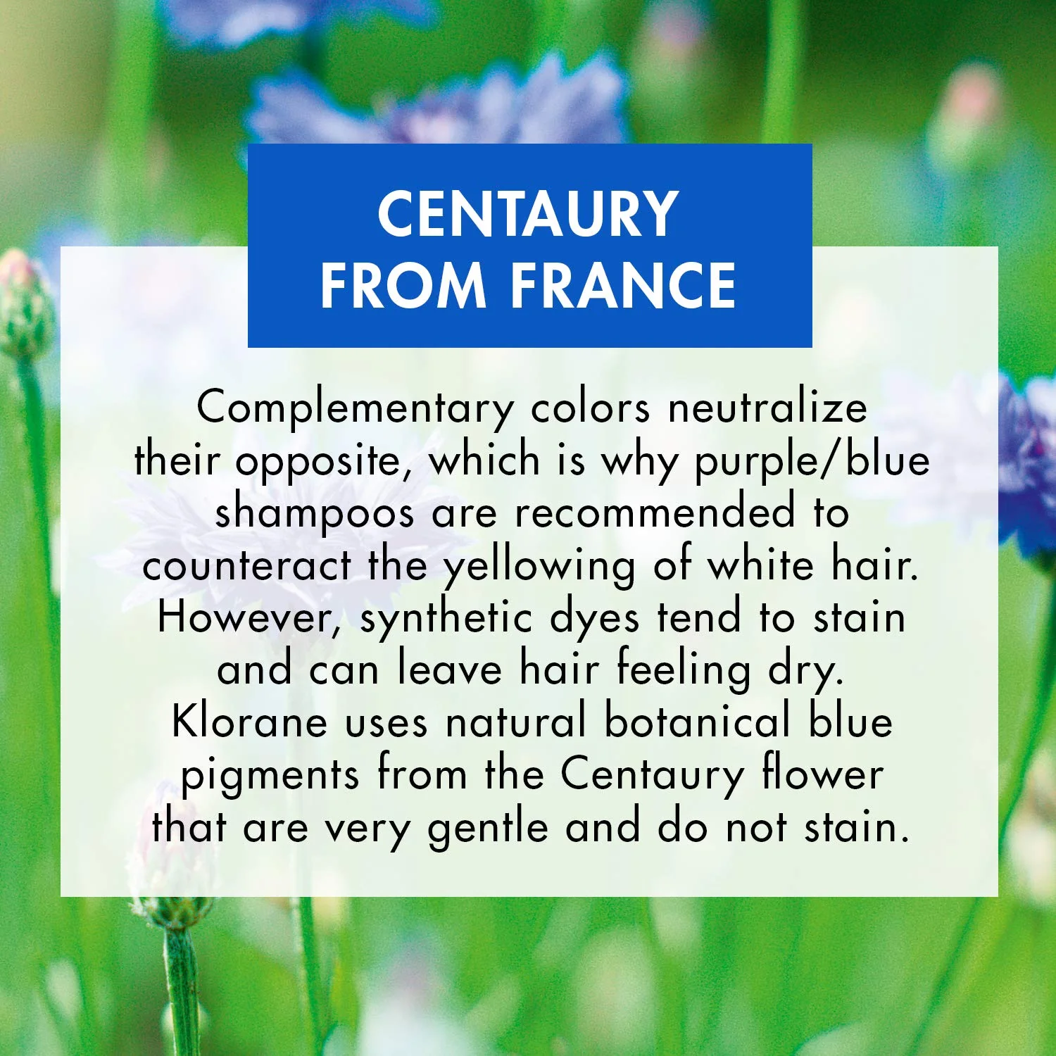 Klorane Anti -Yellowing Shampoo with Centaury for Blonde, White, Silver, Pastel Hair with Natural Blue Pigments, 6.7 Fl Oz (Pack of 1) - Image 3