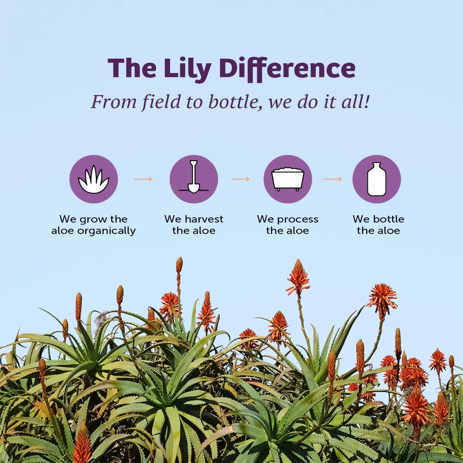 Lily of The Desert Stomach Formula, Organic Aloe Vera Juice with Slippery Elm, Chamomile, Peppermint, and Ginger for Gut Health, Acid Reflux, Heartburn Relief, 32 Oz, Gelly Sachet Included,1 - Image 2