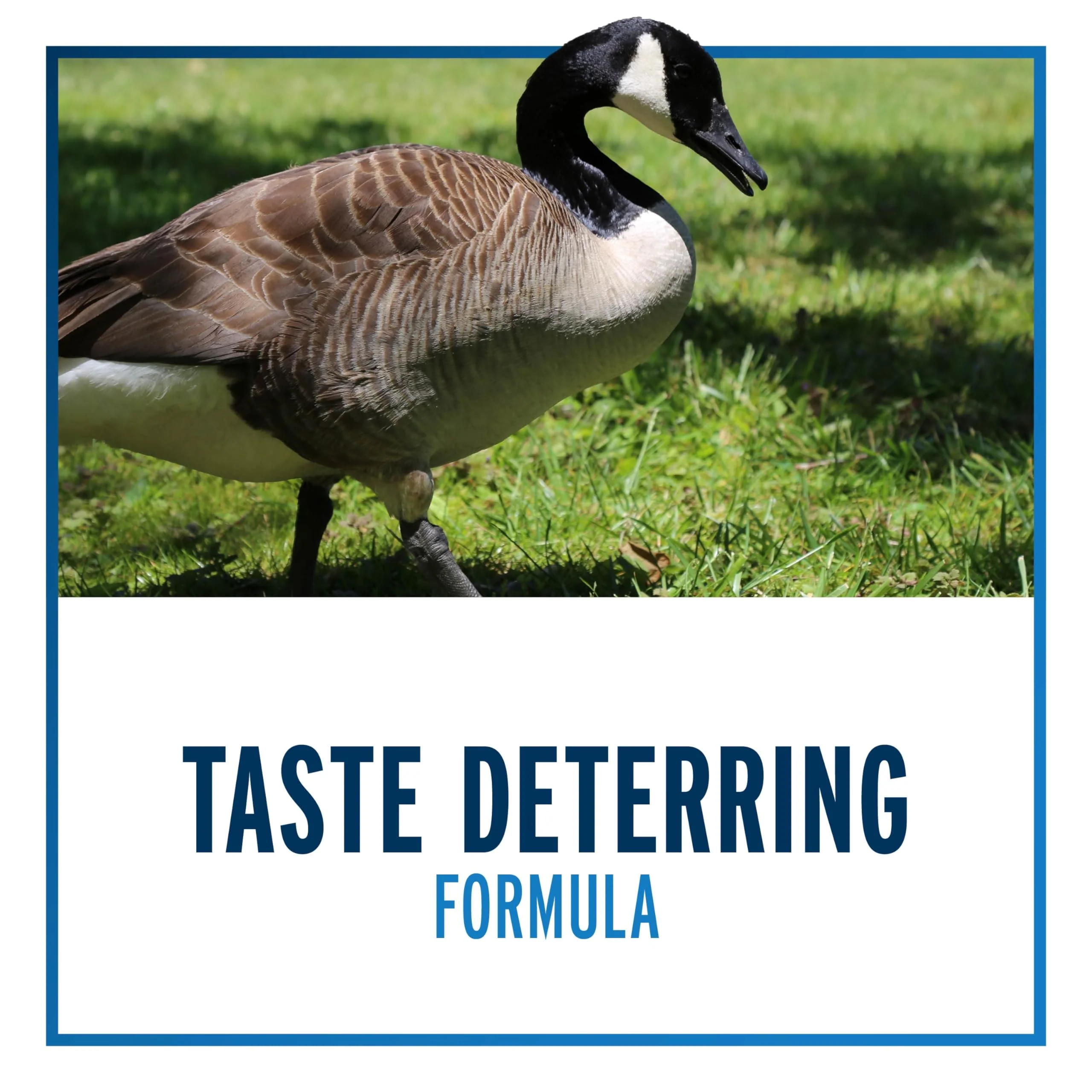Liquid Fence Goose Ready to Use Concentrate Animal Repellent, 6 Pack