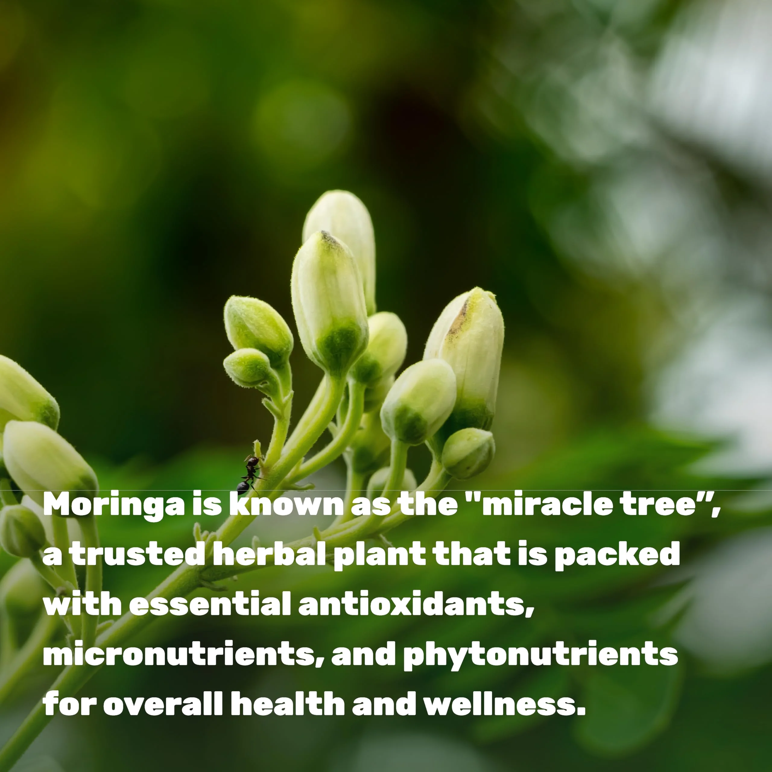 Moringa Capsules 240 Capsules – 4 Month Supply – Maximum Potency Pure Moringa Leaf Extract – Complete Green Superfood Supplement for Energy, Skin & Immune Health Support* - Image 5