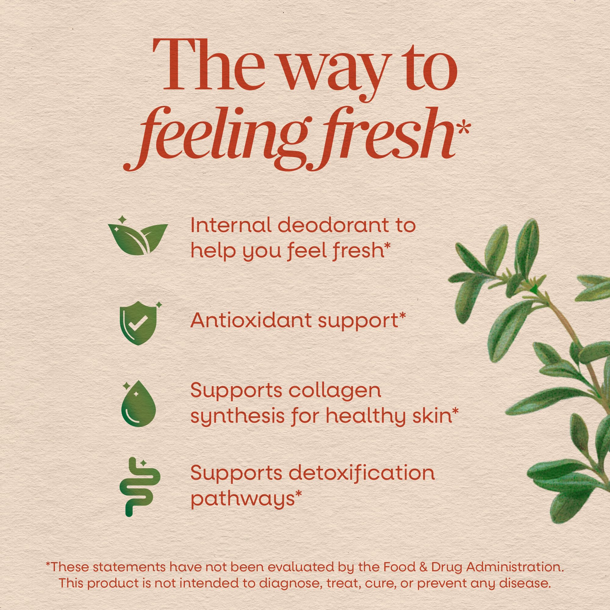 Nature's Way Chlorofresh Liquid Chlorophyll, Chlorophyllin Copper Complex, Internal Deodorant Supplement, Supports Healthy Skin and Detox Pathways*, Mint Flavored, 16 fl oz - Image 3