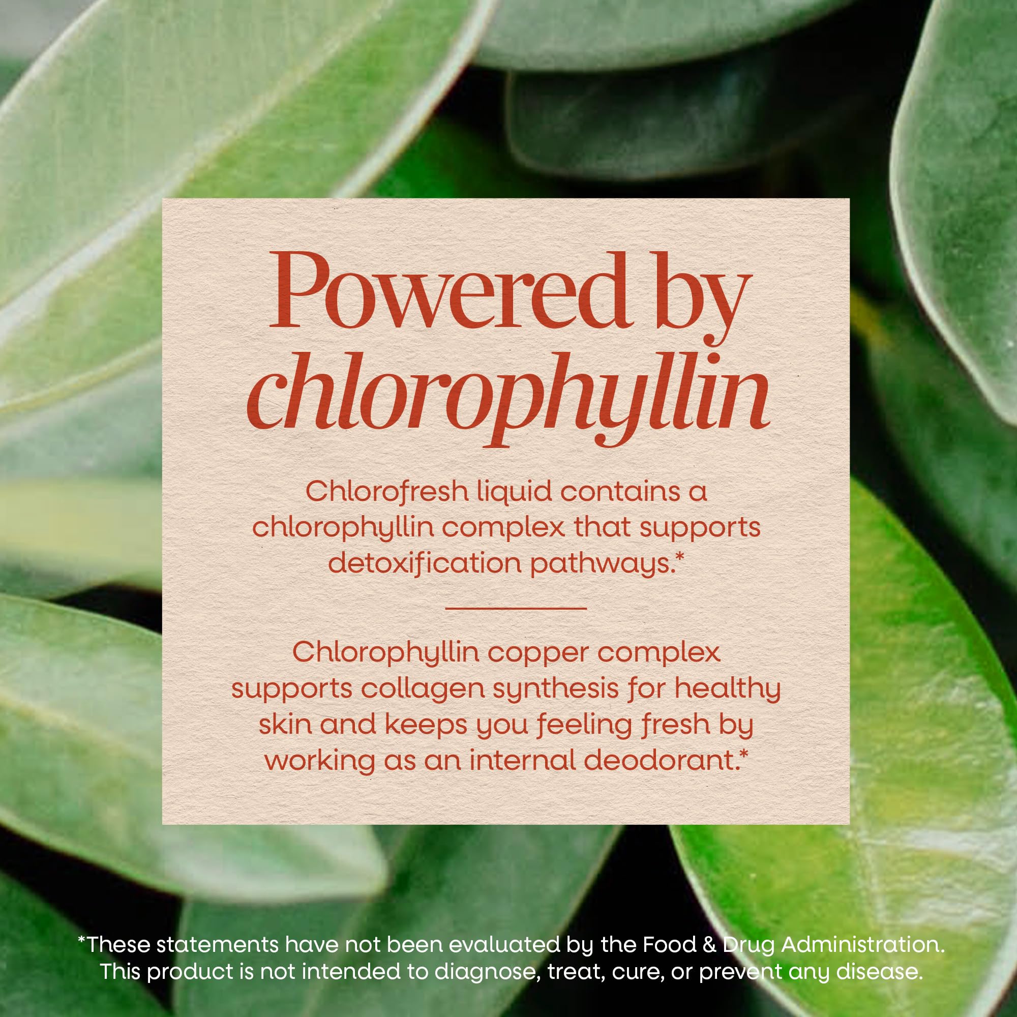 Nature's Way Chlorofresh Liquid Chlorophyll, Chlorophyllin Copper Complex, Internal Deodorant Supplement, Supports Healthy Skin and Detox Pathways*, Mint Flavored, 16 fl oz - Image 4