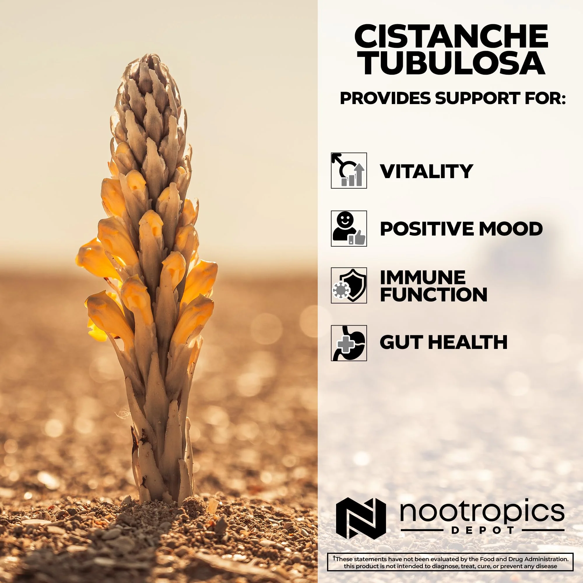 Nootropics Depot Cistanche tubulosa Tablets | 200mg | 180 Count | Minimum 50% Echinacoside + 10% Acetoside (Verbascoside) | Promotes Physical Strength and Energy | Promotes Vitality - Image 5