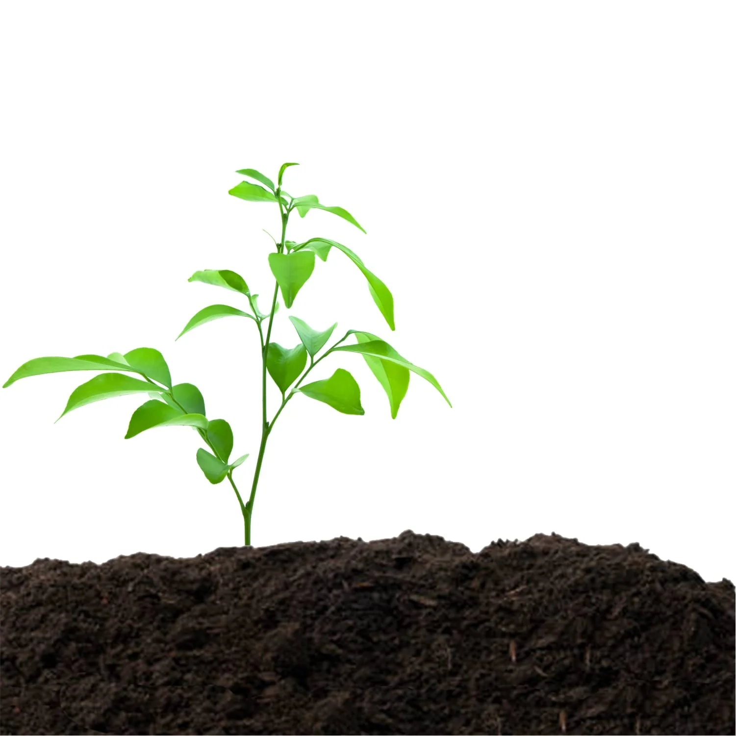 Old Potters Organic Compost - Plant Based Potting Soil - Home, Garden Fertilizer - Complete Food - Boosts Plant Growth - Use for Indoor and Outdoor Farming ~25 lbs (24 Quarts) - Image 8