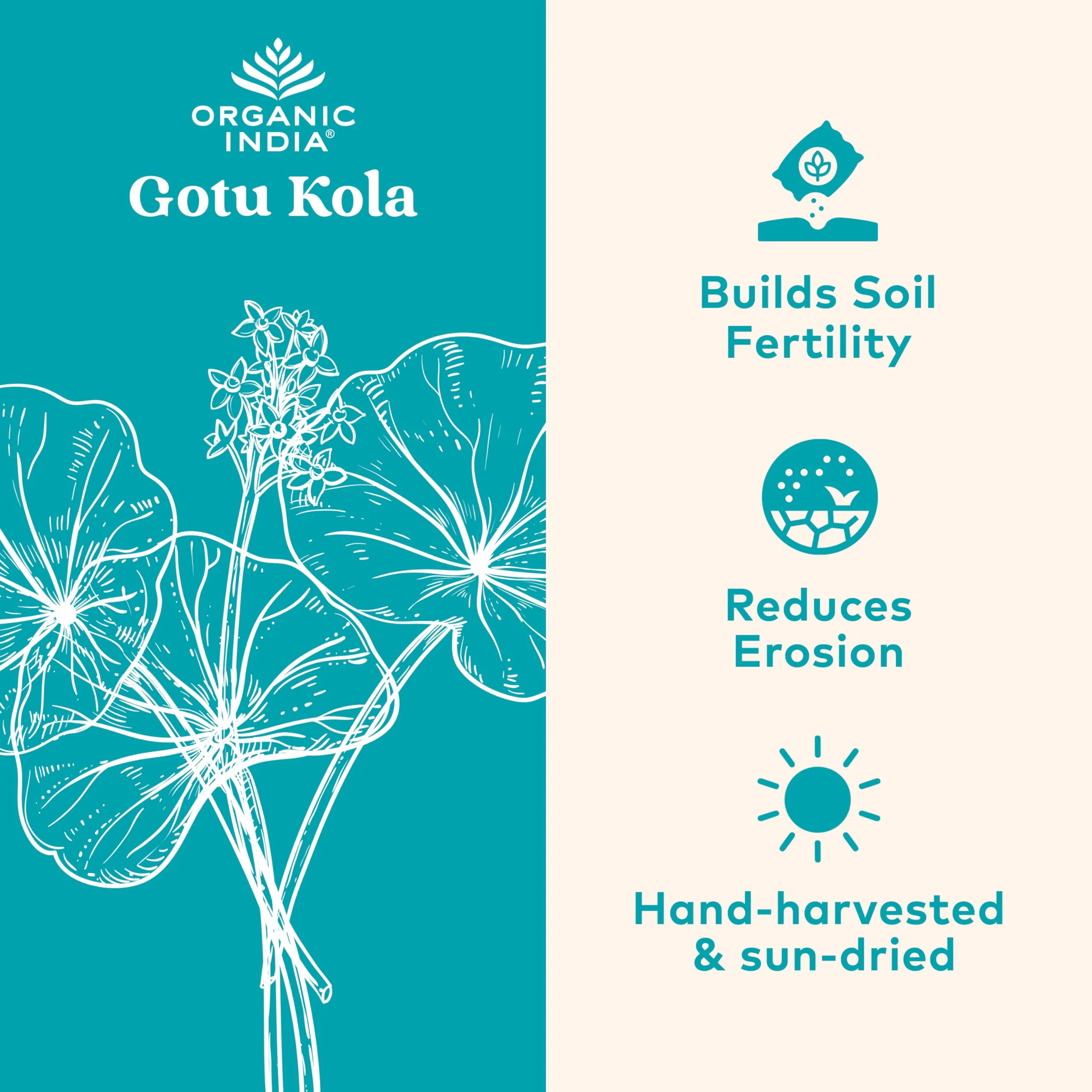 ORGANIC INDIA Gotu Kola Herbal Supplement - Adaptogen for Brain & Nervous System Support, Vegan, Gluten-Free, Kosher, USDA Certified Organic, Non-GMO, Calming, Mental Clarity - 90 Capsules - Image 6