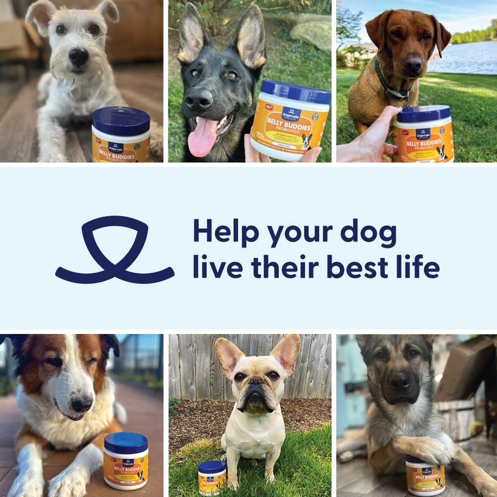 Origin Labs Belly Buddies - Probiotics for Dogs - Prebiotics & Probiotics - Supports Gut, Skin, and Immune Health - 5 Billion CFUs 7 Strain Probiotic Blend - Natural Bacon Flavor, 90 Soft Chews - Image 2