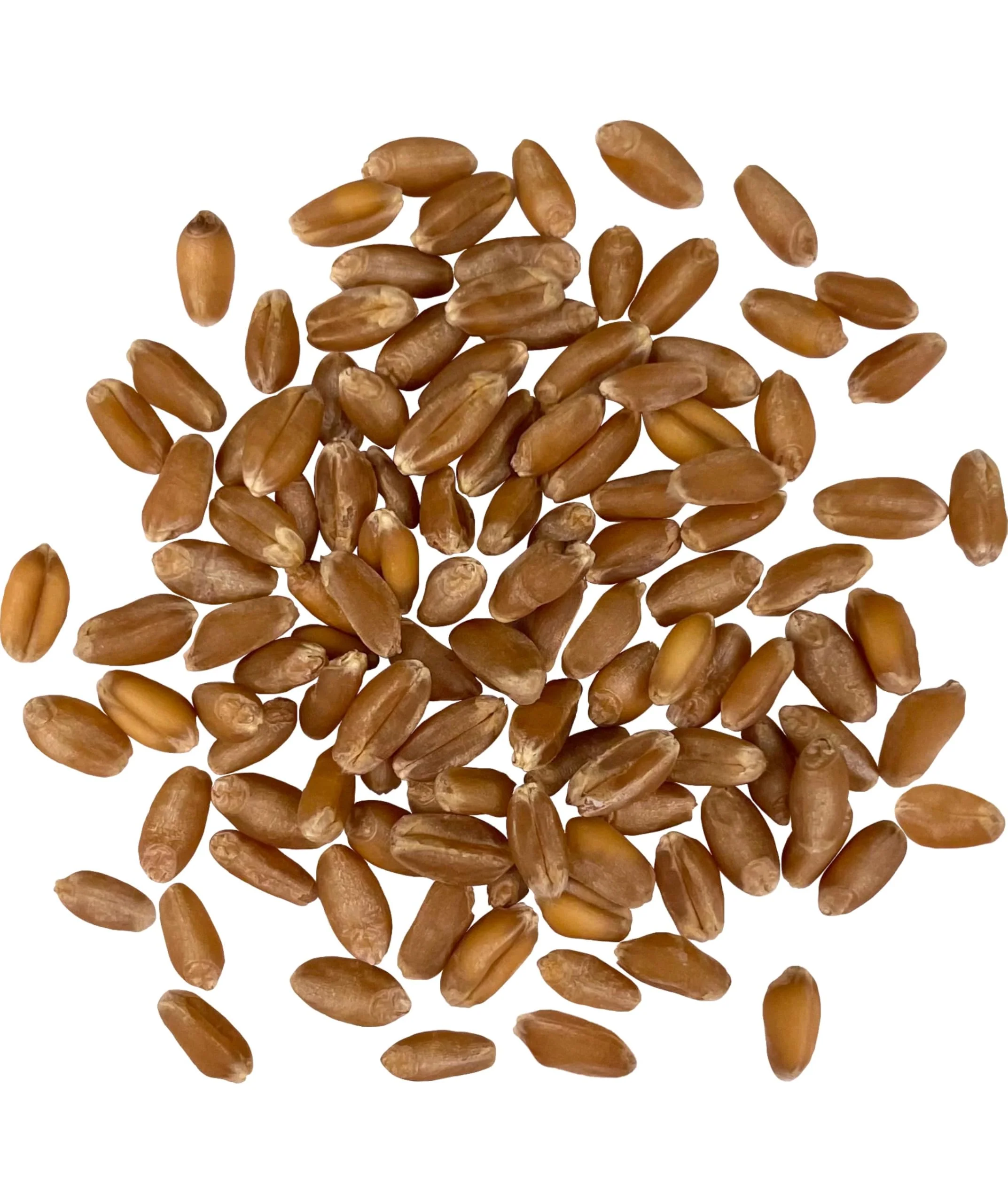 Palouse Brand Certified Glyphosate Residue Free Hard Red Winter Wheat Berries | 10 LBS | Family Farmed in Washington State | Non-GMO Project Verified | Certified Kosher Parve Bag - Image 2
