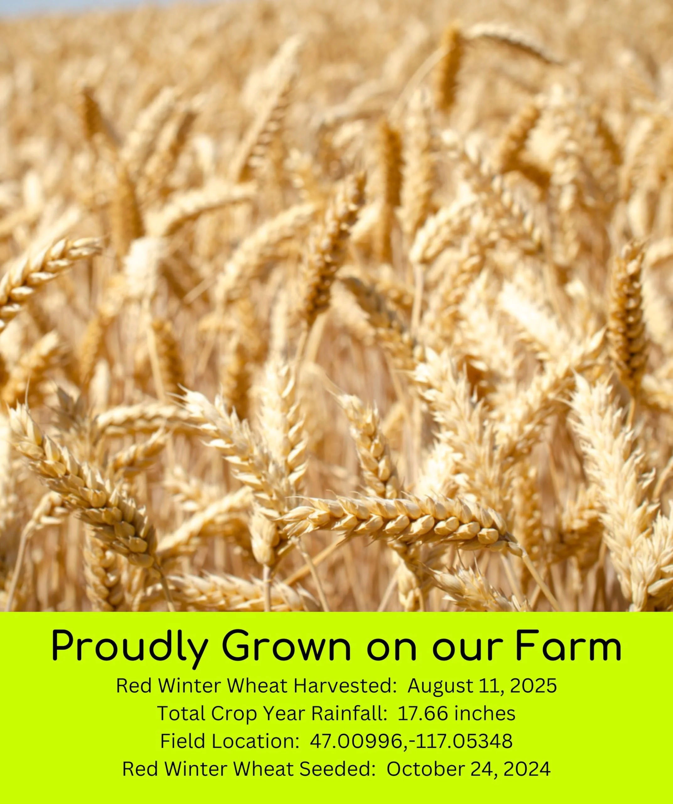 Palouse Brand Certified Glyphosate Residue Free Hard Red Winter Wheat Berries | 10 LBS | Family Farmed in Washington State | Non-GMO Project Verified | Certified Kosher Parve Bag - Image 3
