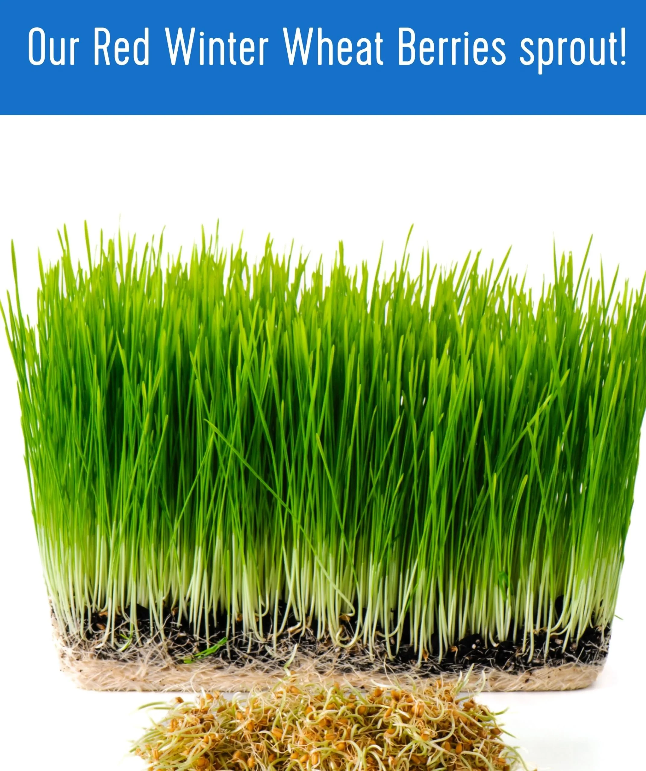 Palouse Brand Certified Glyphosate Residue Free Hard Red Winter Wheat Berries | 10 LBS | Family Farmed in Washington State | Non-GMO Project Verified | Certified Kosher Parve Bag - Image 7