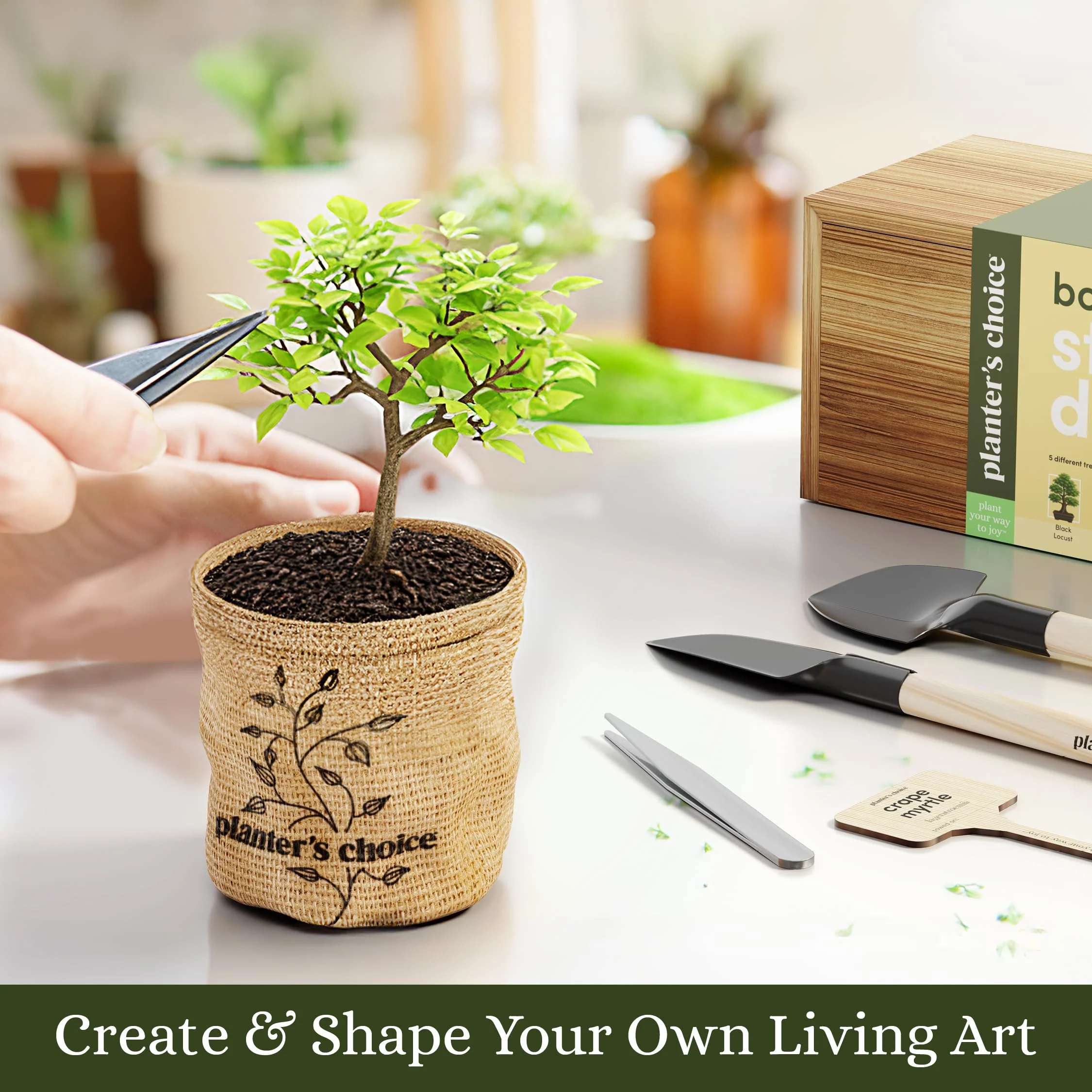 Planter's Choice Bonsai Tree Starter Kit - Unique Gifts for Women, Men - Christmas Gifts for Adults - Indoor Live House Plants - DIY Crafts for Adults Craft Kits - Hobby Gift for Gardening Lovers - Image 4