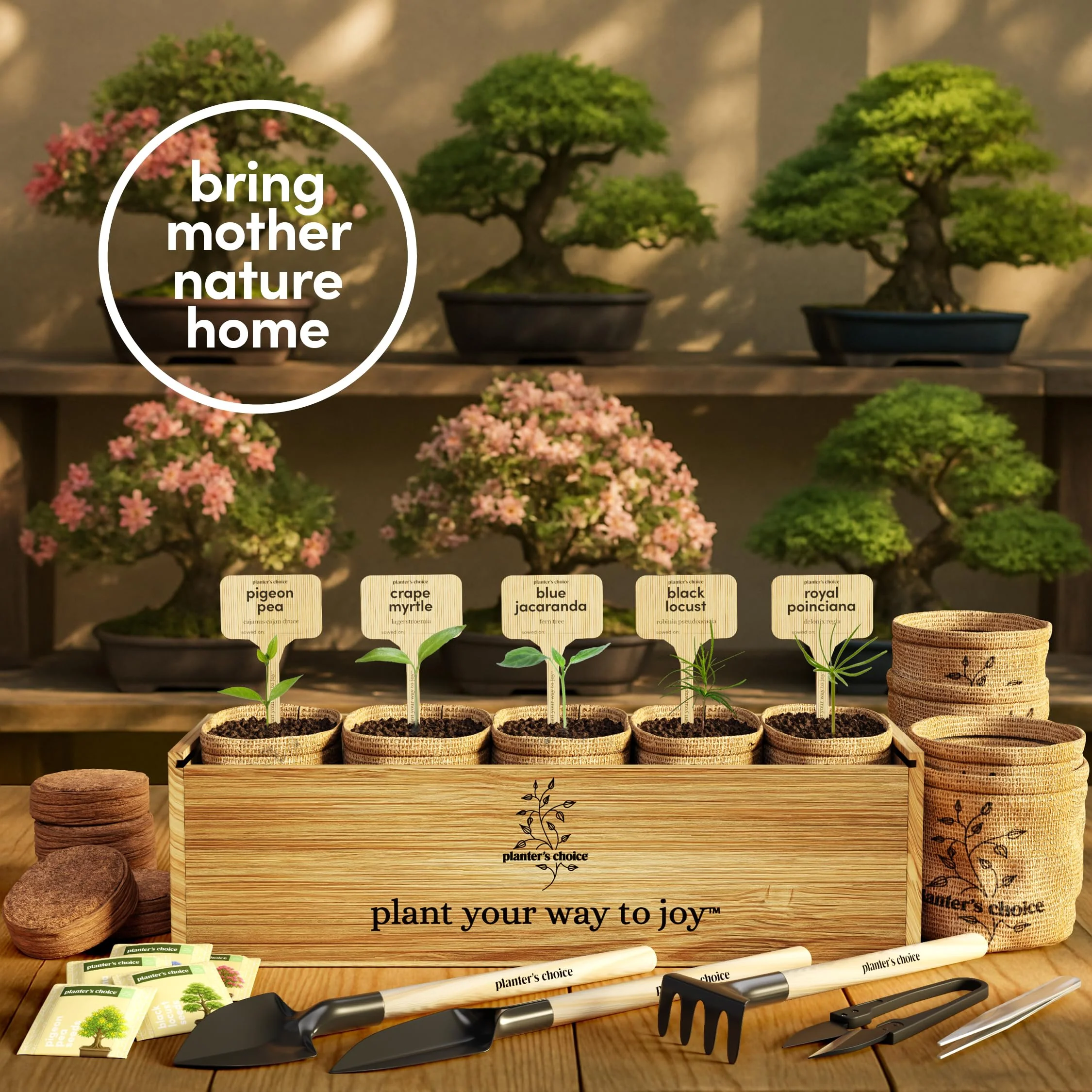 Planter's Choice Bonsai Tree Starter Kit - Unique Gifts for Women, Men - Christmas Gifts for Adults - Indoor Live House Plants - DIY Crafts for Adults Craft Kits - Hobby Gift for Gardening Lovers - Image 6