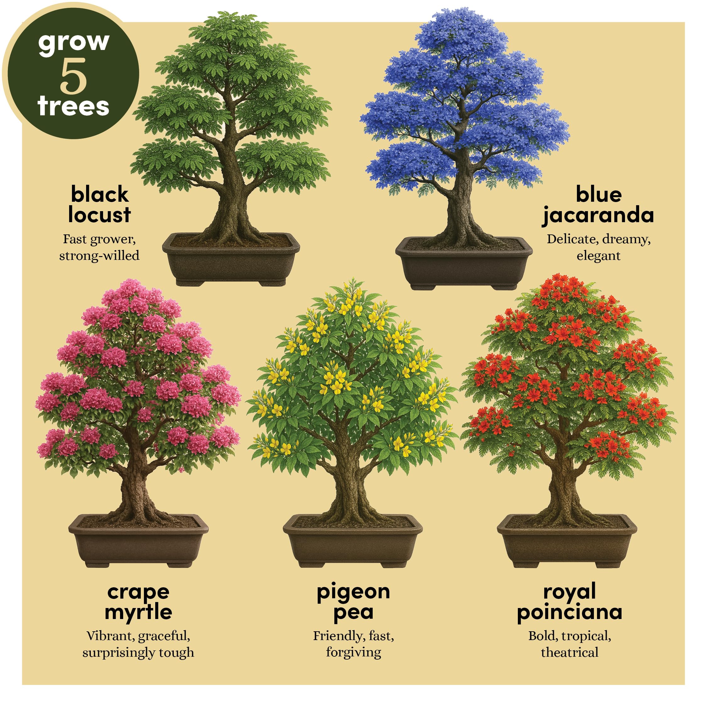 Planter's Choice Bonsai Tree Starter Kit - Unique Gifts for Women, Men - Christmas Gifts for Adults - Indoor Live House Plants - DIY Crafts for Adults Craft Kits - Hobby Gift for Gardening Lovers - Image 8