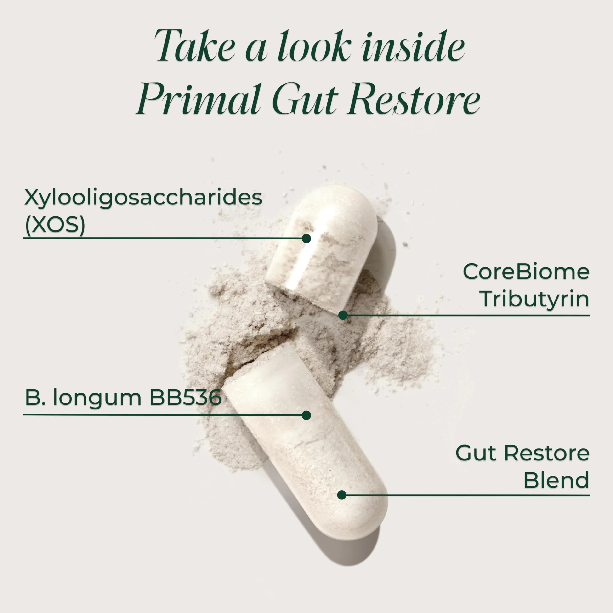Primal Harvest Restore for Gut Health, Primal Gut Restore w/POSTbiotics, PREbiotics and PRObiotics for Women and Men, 60 CT - Digestion, Colon Cleanse, Immunity Support - Helps Leaky Gut Repair - Image 6