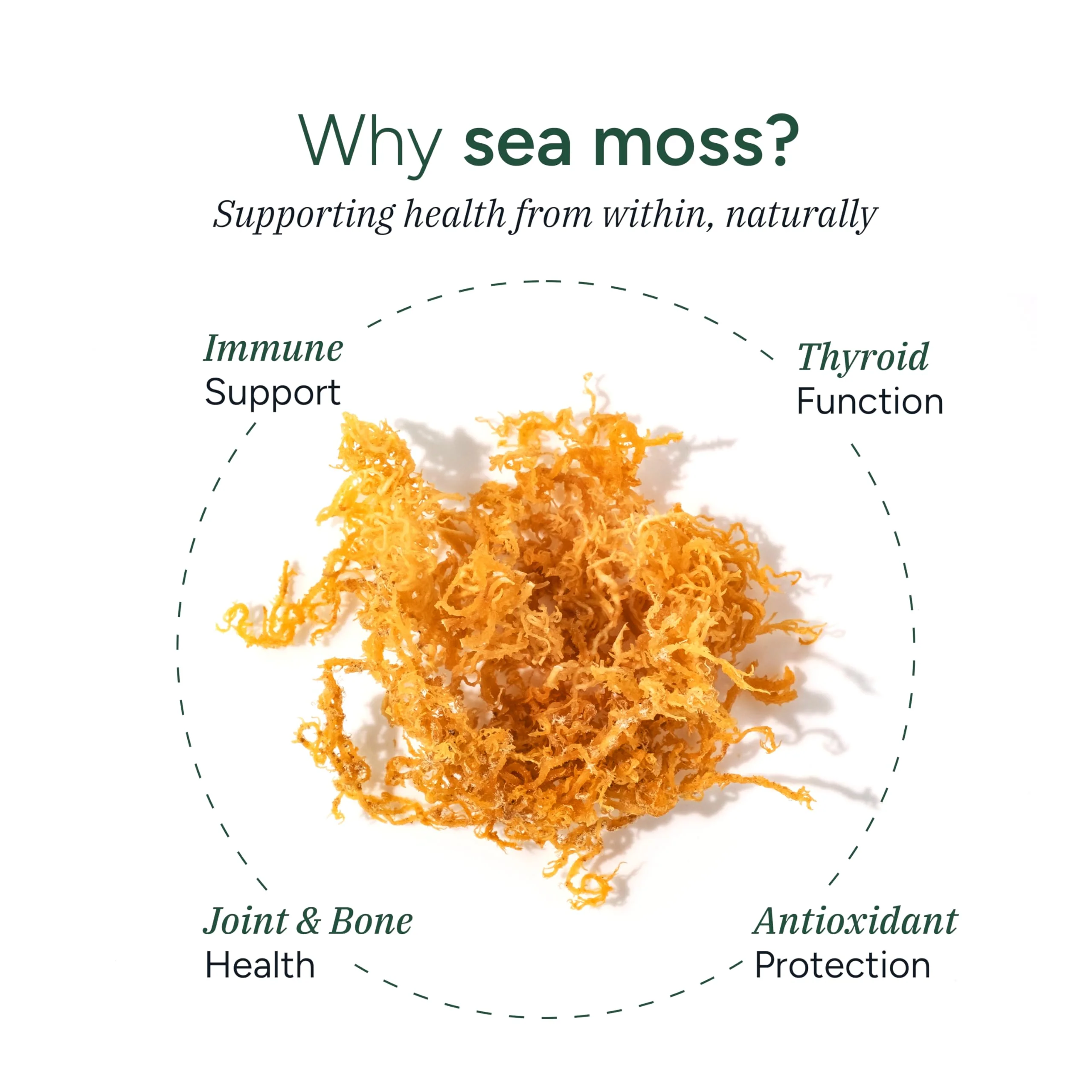 ROOT LABS Sea Moss Gummies I 92+ Minerals I Black Seed Oil I KSM 66 Ashwagandha I Lab Tested I No Added Sugar | for Men, Women I Non-GMO I 100% Natural & Organic I 1600 mg I 60 Gummy - Image 7